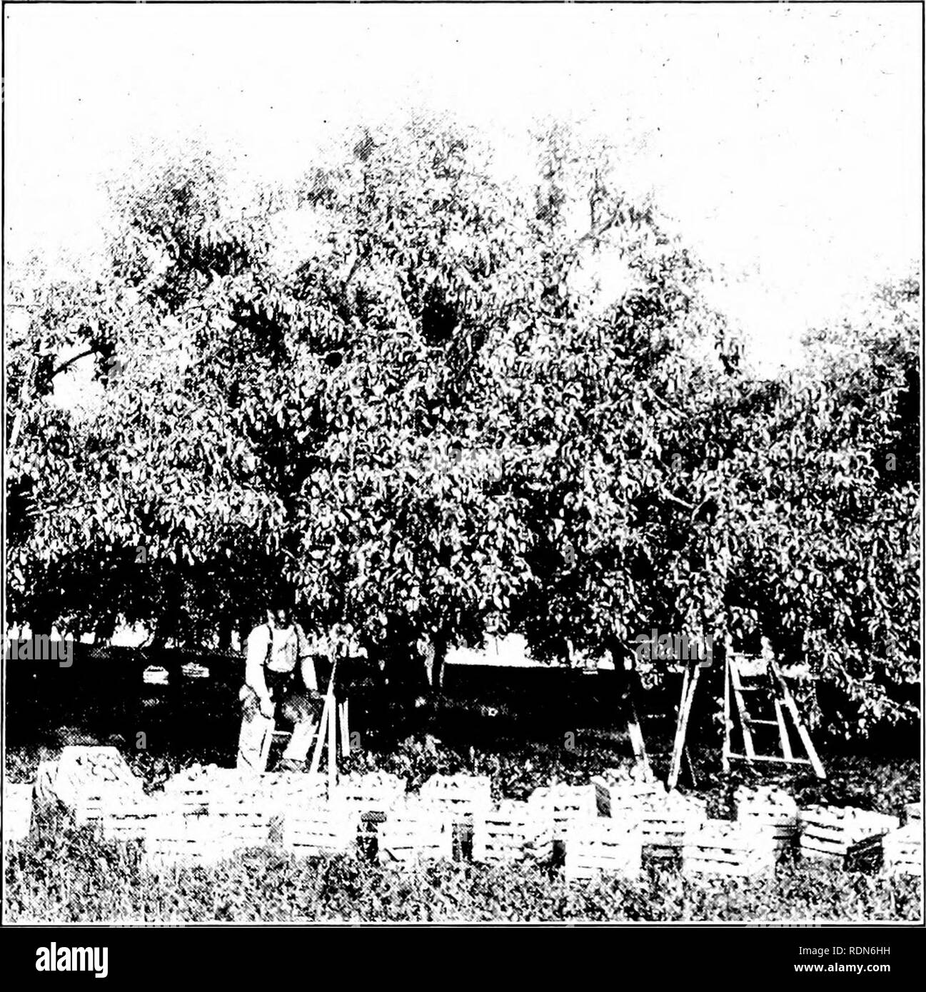 . Les principes et la pratique de l'élagage... L'élagage. INTRODUCTION des végétaux les supporter, avec le sol ou d'autres objets. 3. Abrégé la vie des plantes en raison de l'élagage et autres blessures, la croissance des germes de l'eau et les gourmands, ou à l'usage occasionnel ou périodique sur-palier. 4. Coût excessif de l'entretien des plantations les pratiques sans labour, et l'éclaircie- prun, pest control f)r la récolte et le classement.. FIG. 4-première récolte de pommes après rénovation de vieux arbres. Veuillez noter que ces images sont extraites de la page numérisée des images qui peuvent avoir été retouchées numériquement pour plus de lisibilité -. Banque D'Images