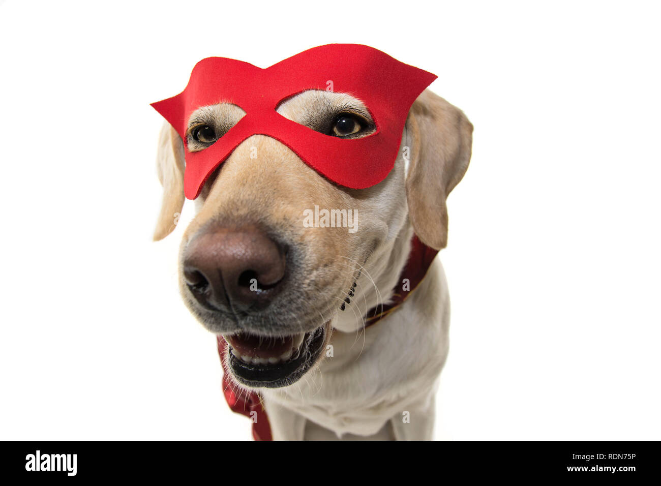 Héros CHIEN COSTUME. FUNNY LABRADOR CLOSE-UP HABILLÉ AVEC UNE CAPE ROUGE ET UN MASQUE. SHOT isolées contre l'ARRIÈRE-PLAN BLANC. Banque D'Images