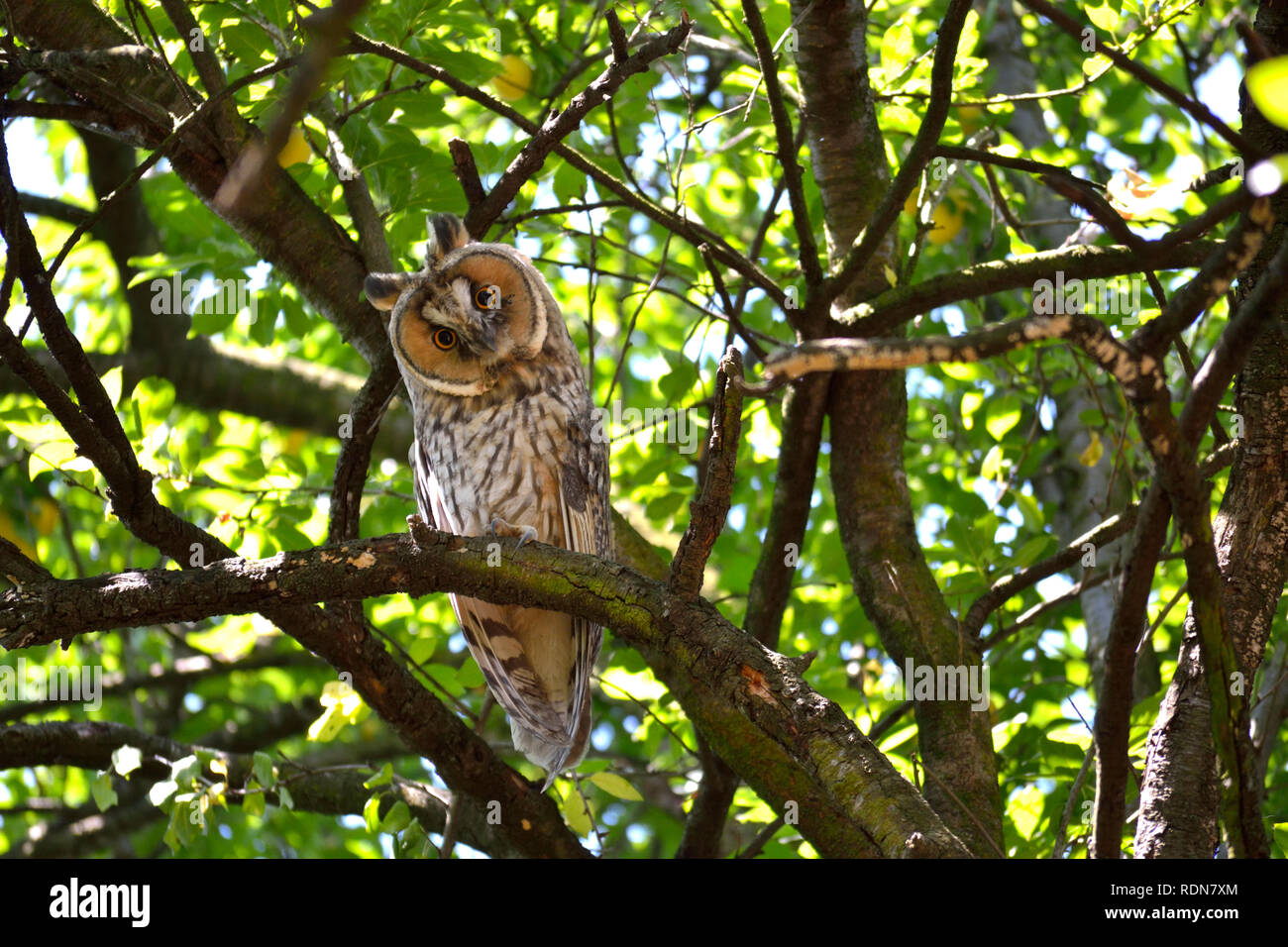 Jeune hibou moyen-duc sur le prunier, Asio otus Banque D'Images