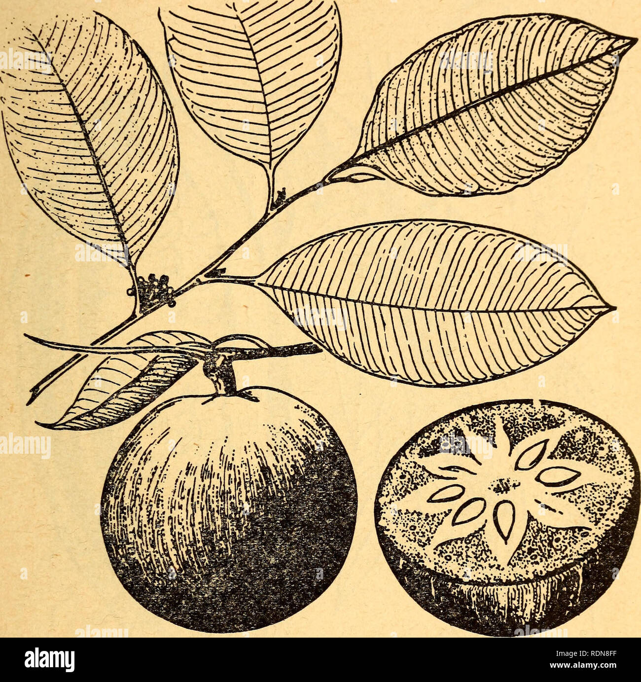 . Plantes Comestibles et plantes toxiques de la région des Caraïbes. Les plantes comestibles, les plantes toxiques ;, la botanique. 19. 10. Star-Apple Chrysophyllum Cainito le star-apple est toujours consommés crus. Il est généralement cultivé dans les basses terres et seulement rarement pousse à l'état sauvage. Ce grand arbre à sève laiteuse est facilement reconnaissable par ses feuilles oblongues qui sont vert foncé sur le dessus et brun doré et soyeux sur le sous- côté. Le fruit a la forme d'une petite pomme et quand couper à travers ses carpelles forment un motif rappelant une étoile. Sa peau est vert ou violet, et sa pulpe verdâtre est doux, sucré, et un peu laiteux. Si un fruit populaire suis Banque D'Images