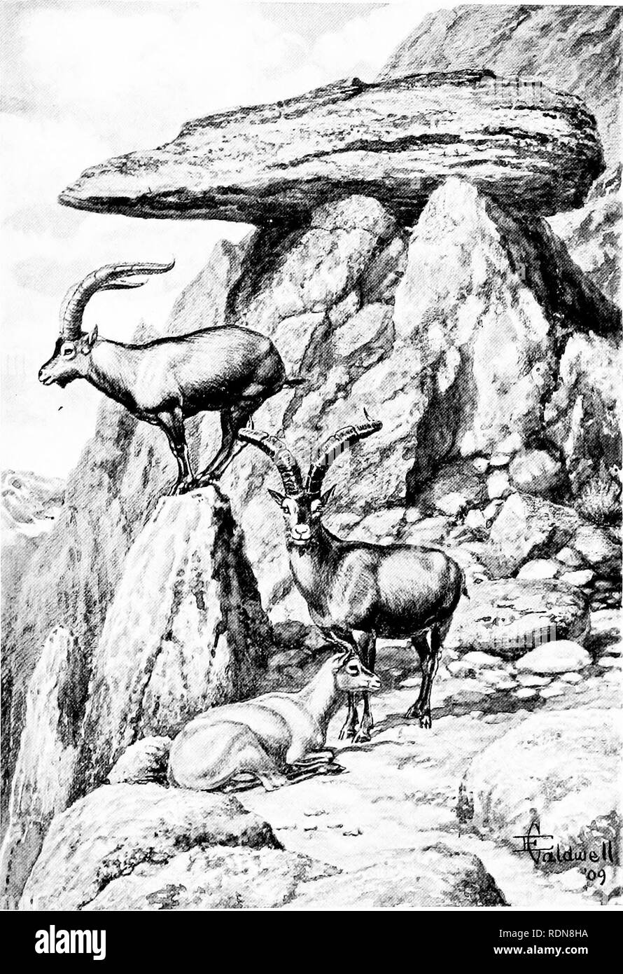 . Espagne inexploré. La chasse ; l'histoire naturelle. Sur THfi KISCd J'lCl. Gratuit^II.F. Sl'A&gt;MSH dans vSlKRKA lliliX DIC (iRKI. Veuillez noter que ces images sont extraites de la page numérisée des images qui peuvent avoir été retouchées numériquement pour plus de lisibilité - coloration et l'aspect de ces illustrations ne peut pas parfaitement ressembler à l'œuvre originale.. Chapman, Abel, 1851-1929 ; Buck, Walter John. coauteur. Londres, E. Arnold Banque D'Images