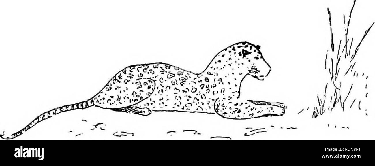 . Jungle par-façons dans l'Inde ; les feuilles à partir de la note-book d'un sportif et d'un naturaliste. La chasse ; l'histoire naturelle. Chapitre III Leopard ou panther-plus rusé de la tribu cat-Habitudes-détesté par le villageois-l'espoir de subalterne-distribution-Taille des léopards-ligoté pour leopard-ruse dans une abondance de léopards-tir 'spots' avec no 6-léopards et petit- fusils alésage-assis les pard-une nuit aventure-Con- trariness du bouc-Une après-midi rencontre-Le pard dans son environnement naturel. LEOPARD OU PANTHER yA MONGST les plus rusés de la jungle / ^ bêtes est le léopard ou le panoramique Banque D'Images