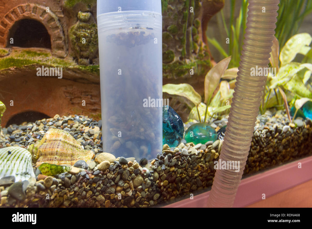 Nettoyage du sol dans l'aquarium avec un siphon Banque D'Images