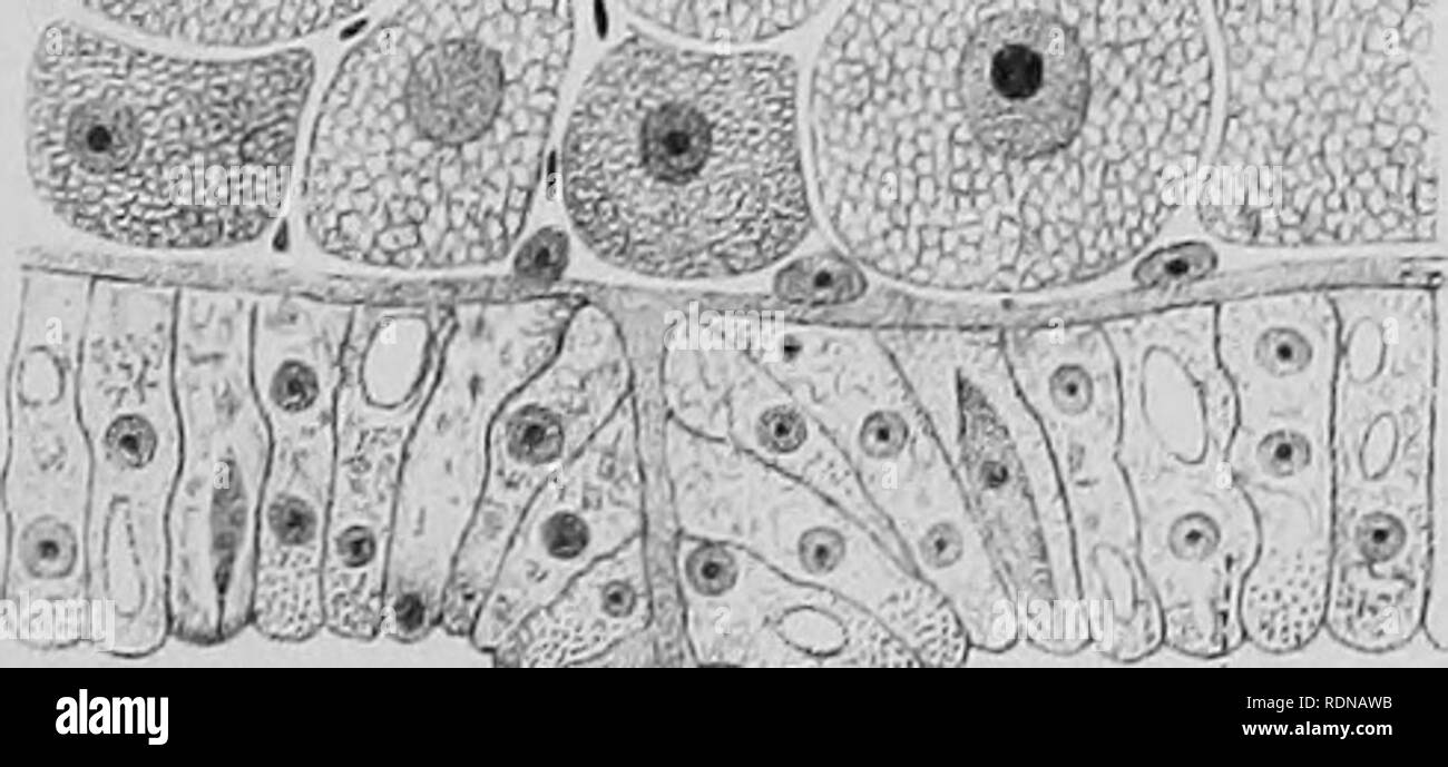 . L'histoire naturelle. La géologie, la zoologie, la botanique. Â R. Sous. OV. Ce.. En.. Veuillez noter que ces images sont extraites de la page numérisée des images qui peuvent avoir été retouchées numériquement pour plus de lisibilité - coloration et l'aspect de ces illustrations ne peut pas parfaitement ressembler à l'œuvre originale.. L'expédition nationale, 1907-1904 ; Fletcher, Lazare, Sir 1854-1921 ; Bell, F. J. (Francis Jeffrey), 1855-1924 ; British Museum (Natural History). Londres, imprimé par ordre de l'administration du British Museum Banque D'Images