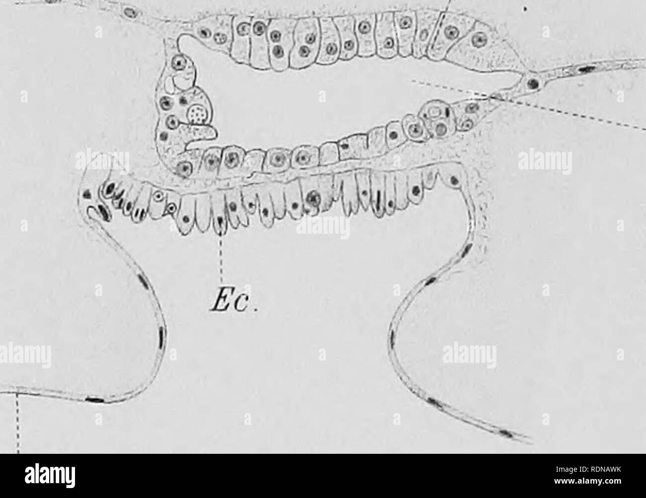 . L'histoire naturelle. La géologie, la zoologie, la botanique. En.. Â R. Sous. OV. Ce.. Veuillez noter que ces images sont extraites de la page numérisée des images qui peuvent avoir été retouchées numériquement pour plus de lisibilité - coloration et l'aspect de ces illustrations ne peut pas parfaitement ressembler à l'œuvre originale.. L'expédition nationale, 1907-1904 ; Fletcher, Lazare, Sir 1854-1921 ; Bell, F. J. (Francis Jeffrey), 1855-1924 ; British Museum (Natural History). Londres, imprimé par ordre de l'administration du British Museum Banque D'Images