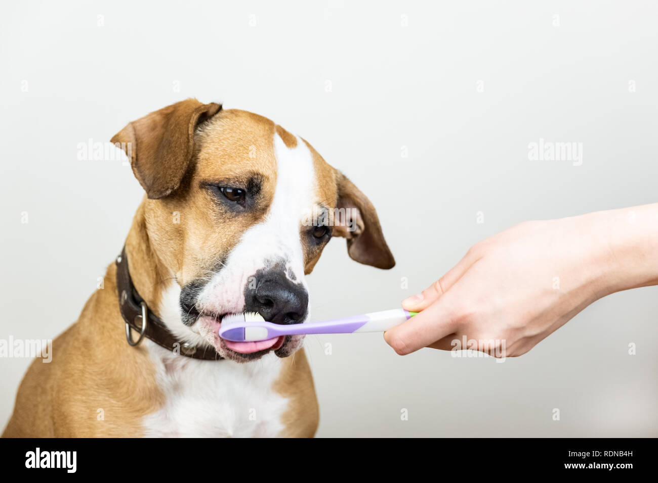Chien et brosse à dents à l'arrière-plan blanc, concept d'animaux domestiques l'hygiène dentaire. Curieux, chien chiot lèche une brosse à dents. Banque D'Images