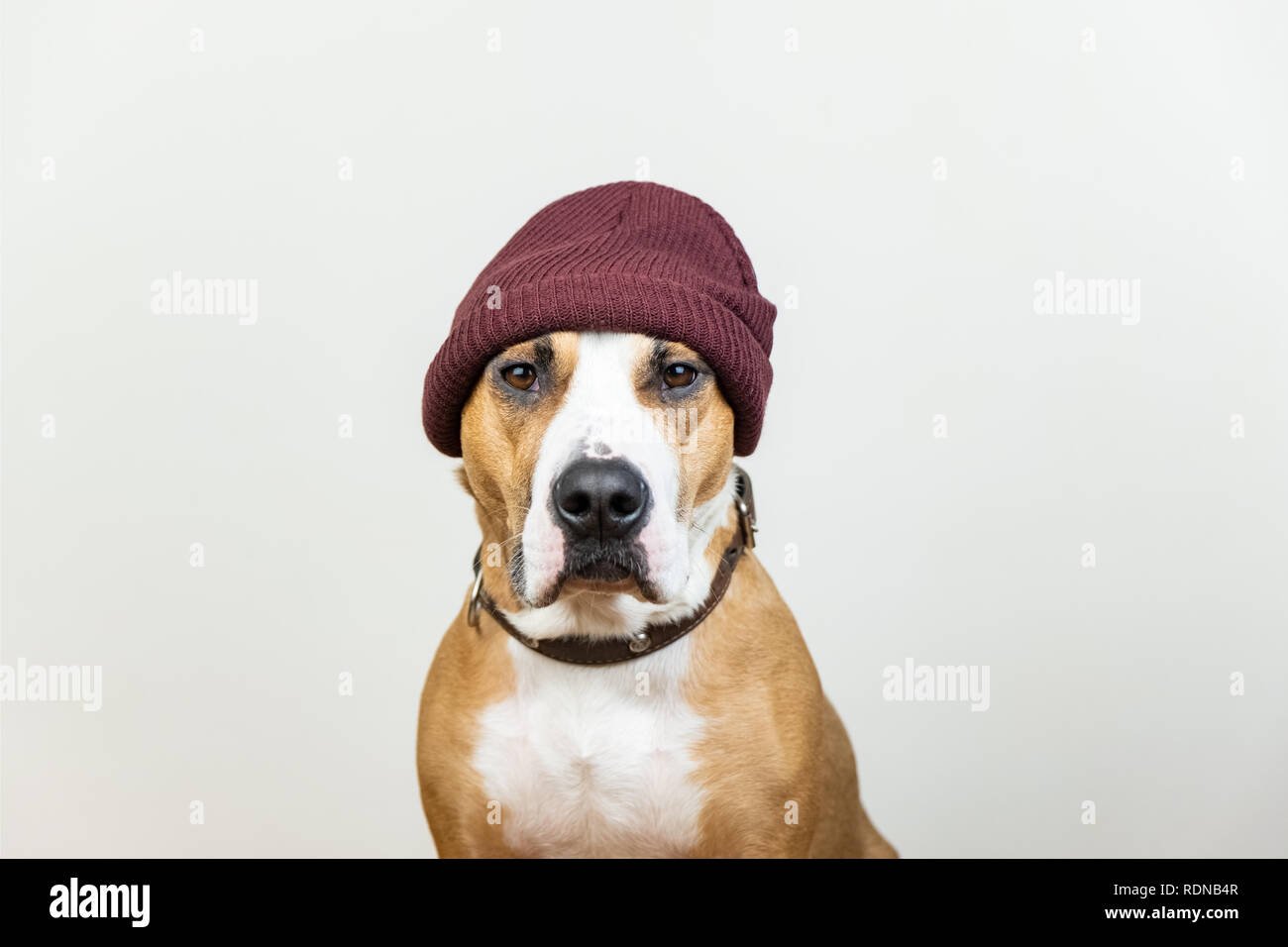 Accessoires de chien Banque de photographies et d'images à haute résolution  - Alamy