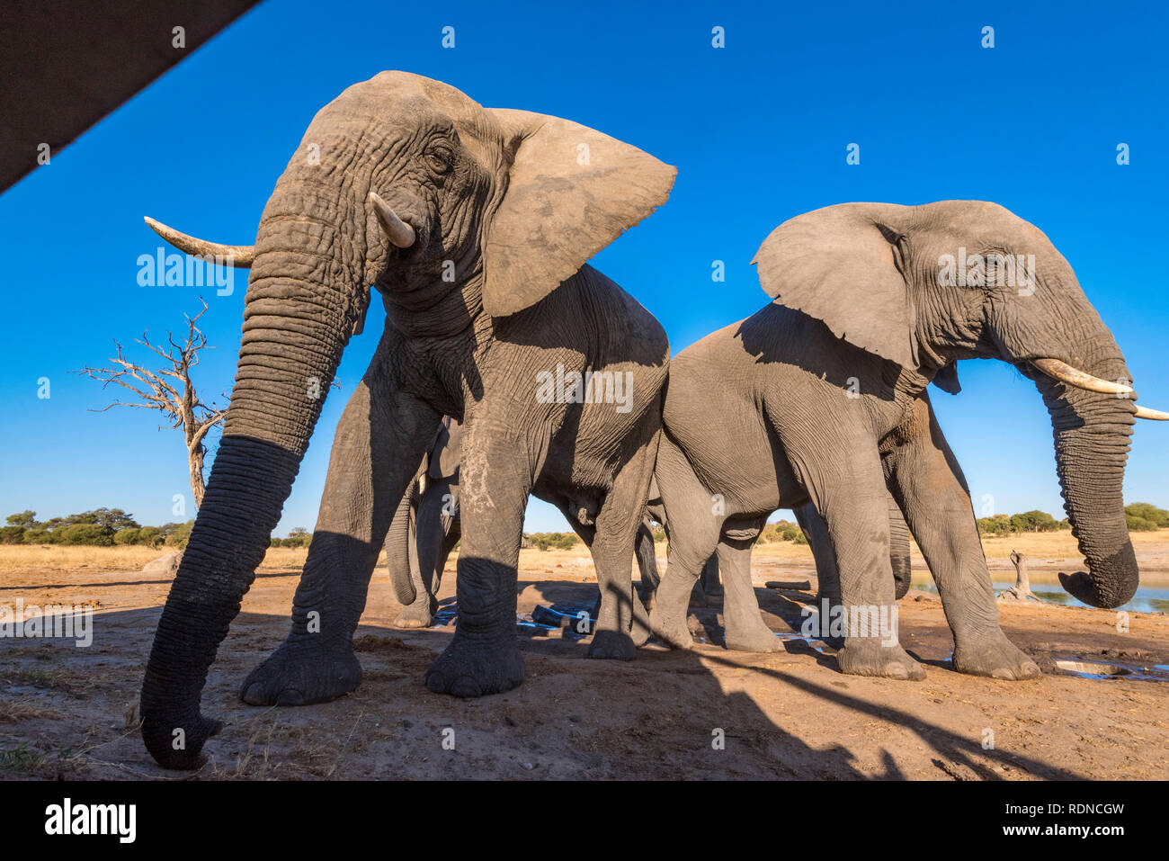 Vu de l'éléphant d'un undertground se cacher dans le parc national de Hwange au Zimbabwe. Banque D'Images