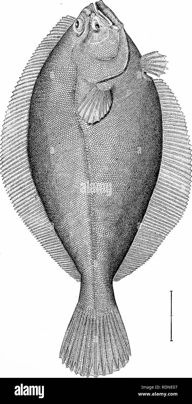 . Les industries de la pêche et de la pêche des États-Unis. Préparé avec la collaboration du commissaire des pêches et le surintendant de la dixième recensement. La pêche. 55. une plaque, un o O  • -un &Lt ; q p &Lt ; w a o a. a. a w EH. Veuillez noter que ces images sont extraites de la page numérisée des images qui peuvent avoir été retouchées numériquement pour plus de lisibilité - coloration et l'aspect de ces illustrations ne peut pas parfaitement ressembler à l'œuvre originale.. Goode, G. Brown (George Brown), 1851-1896 ; Allen, Joel Aseph, 1828-1921 ; Elliott, Henry Wood, 1846-1930 ; vrai, Frederick William, 1858-19 Banque D'Images