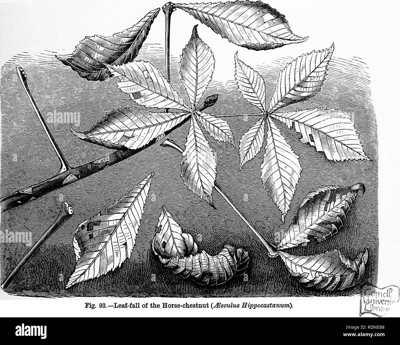 . L'histoire naturelle des plantes, leurs formes, la croissance, la reproduction et la distribution ;. La botanique. Chute de la feuille. Détachement de 361 Une petite partie de la manette reste sur la branche. C'est le cas dans la soi-disant Syringa, ou seringat (Philadelphus), où l'échelle-comme la partie qui est de gauche est de protéger le bourgeon situé juste au-dessus de la tige de la feuille. Dans quelques arbres et arbustes la défoliation est très rapide, dans d'autres seulement progressif. Dans les Japonais arbre aux 40 écus (ginkgo biloba), la formation de la couche de séparation et le détachement des feuilles s'effectue en quelques jours ; dans les charmes et chênes t Banque D'Images