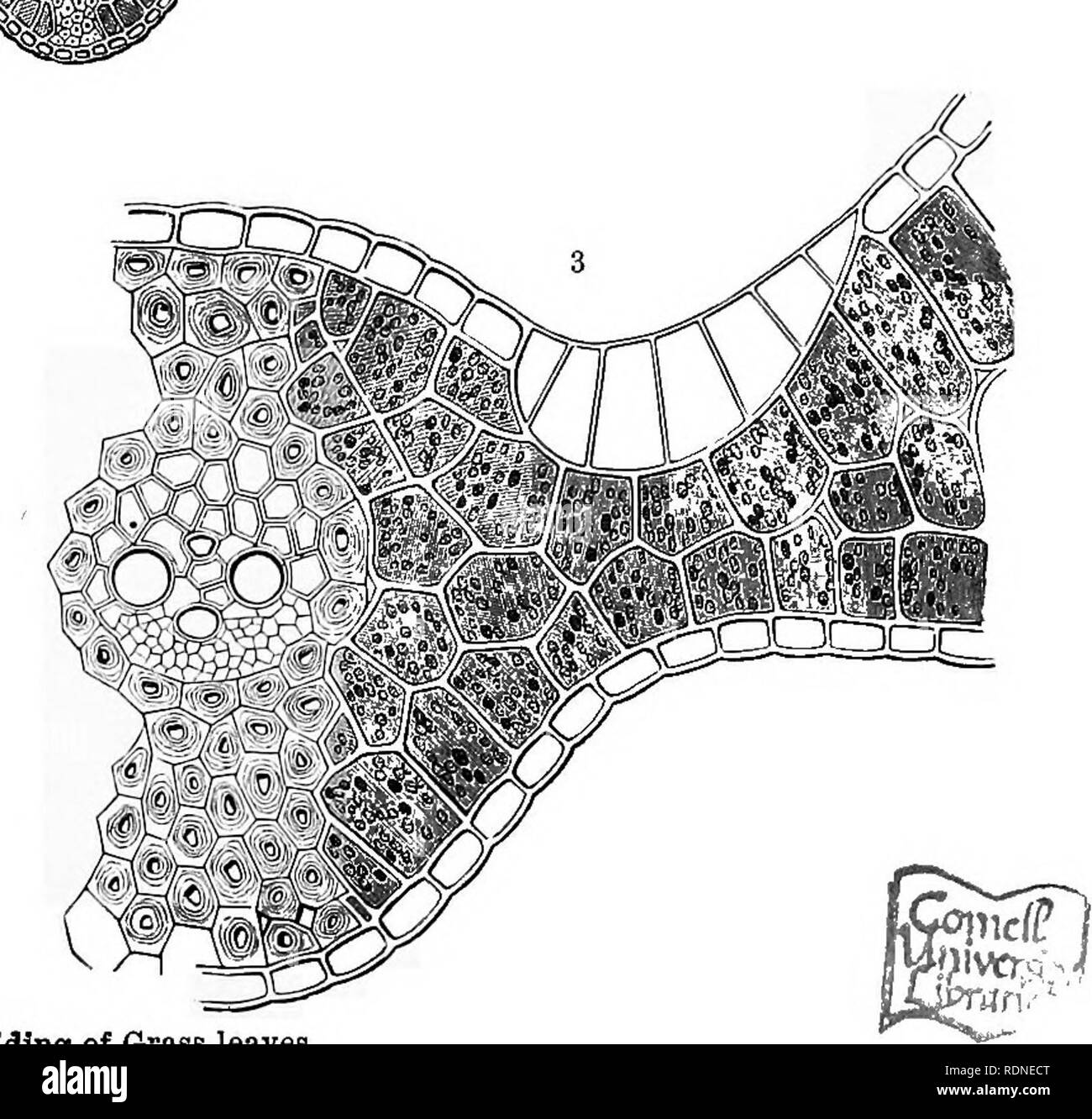 . L'histoire naturelle des plantes, leurs formes, la croissance, la reproduction et la distribution ;. La botanique. Fig. 85.-Le pliage des feuilles. 1 section verticale au moyen d'une feuille ouverte de la mince-leaved Moor-grass (Sesleria Unuifolia). 2 section verticale au moyen d'une feuille fermée ; X40. Une partie du centre d'une feuille ; X300. mesure, ceux dans le quartier de l'estimé des marges dans une moindre mesure (voir fig. 882). Depuis les stomates se trouvent sur les côtés des crêtes, il est évident que la transpiration est vérifié à l'extrême par la fermeture et l'approximation de l'autre côté de chaque gro Banque D'Images