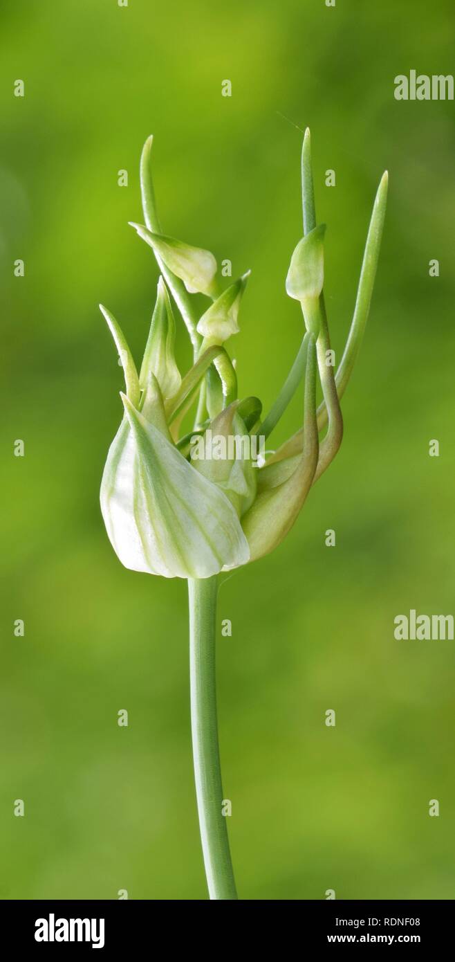 Le sommet d'un plant d'ail sauvage (Allium canadense) par un bayou au Texas. L'ampoule s'ouvre pour révéler des boutons de fleurs en dessous. Banque D'Images