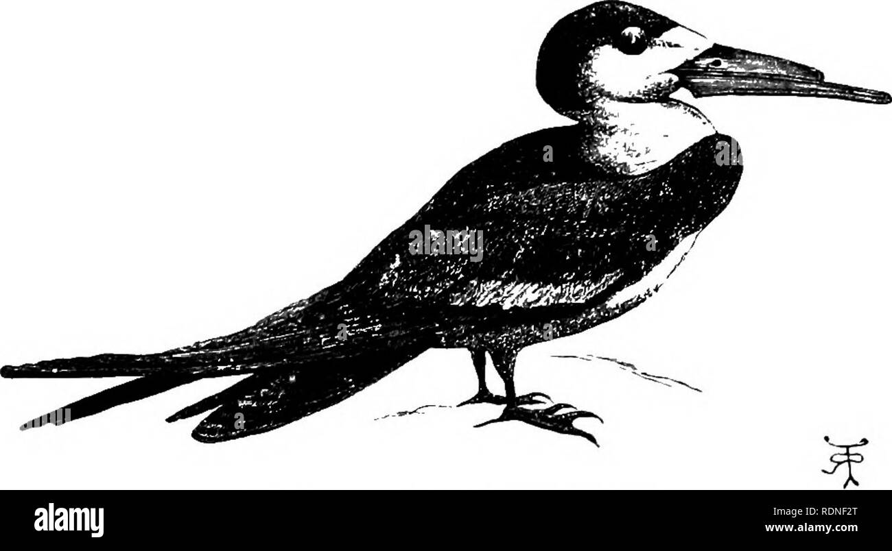 . Journal de recherches sur l'histoire naturelle et de géologie des pays visités au cours du voyage autour du monde de H.M.S. "Beagle" sous le commandement du Capitaine Fitz Roy, R.N. Expédition Beagle (1831-1836) ; l'histoire naturelle ; géologie ; voyages autour du monde. 5CHEF DE CISEAUX DROITS-UEAK.. KHYNCHOPS NIGRA, OU SCISSOR-BEC. où il y a une colonie de dompter les Indiens de la province de Missiones. Nous avons navigué rapidement réduit le courant, mais avant le coucher du soleil, à partir d'une crainte ridicule de mauvais temps, nous avons présenté à dans un bras étroit de la rivière. J'ai pris le bateau et a ramé jusqu'à une certaine distance ce ruisseau. Il a été Banque D'Images