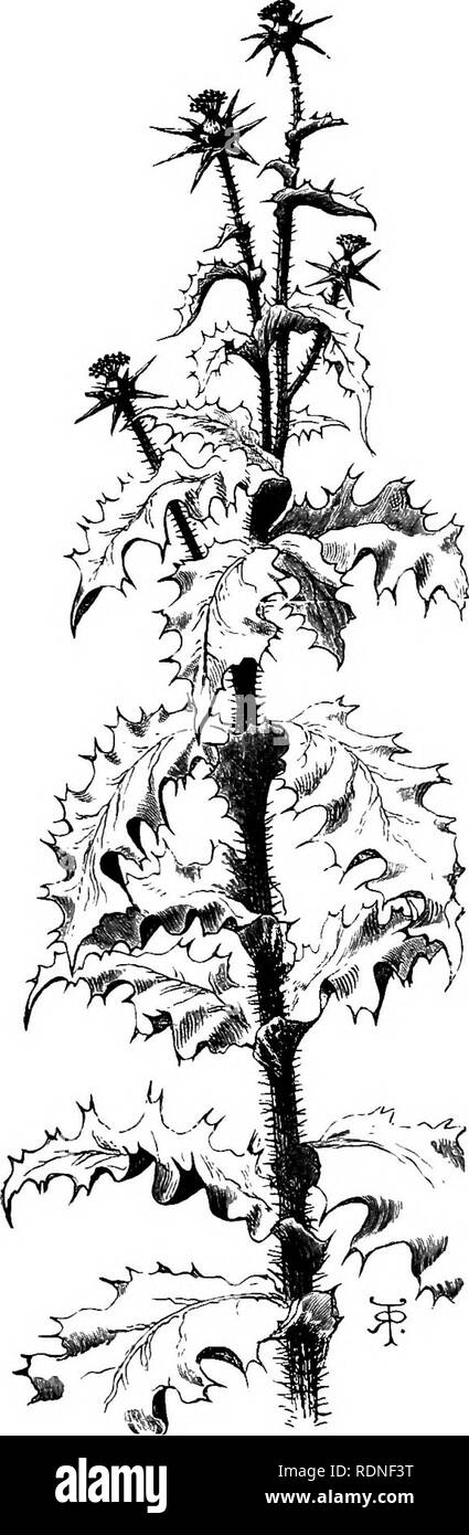 . Journal de recherches sur l'histoire naturelle et de géologie des pays visités au cours du voyage autour du monde de H.M.S. "Beagle" sous le commandement du Capitaine Fitz Roy, R.N. Expédition Beagle (1831-1836) ; l'histoire naturelle ; géologie ; voyages autour du monde. . Veuillez noter que ces images sont extraites de la page numérisée des images qui peuvent avoir été retouchées numériquement pour plus de lisibilité - coloration et l'aspect de ces illustrations ne peut pas parfaitement ressembler à l'œuvre originale.. Darwin, Charles, 1809-1882. Londres : J. Murray Banque D'Images