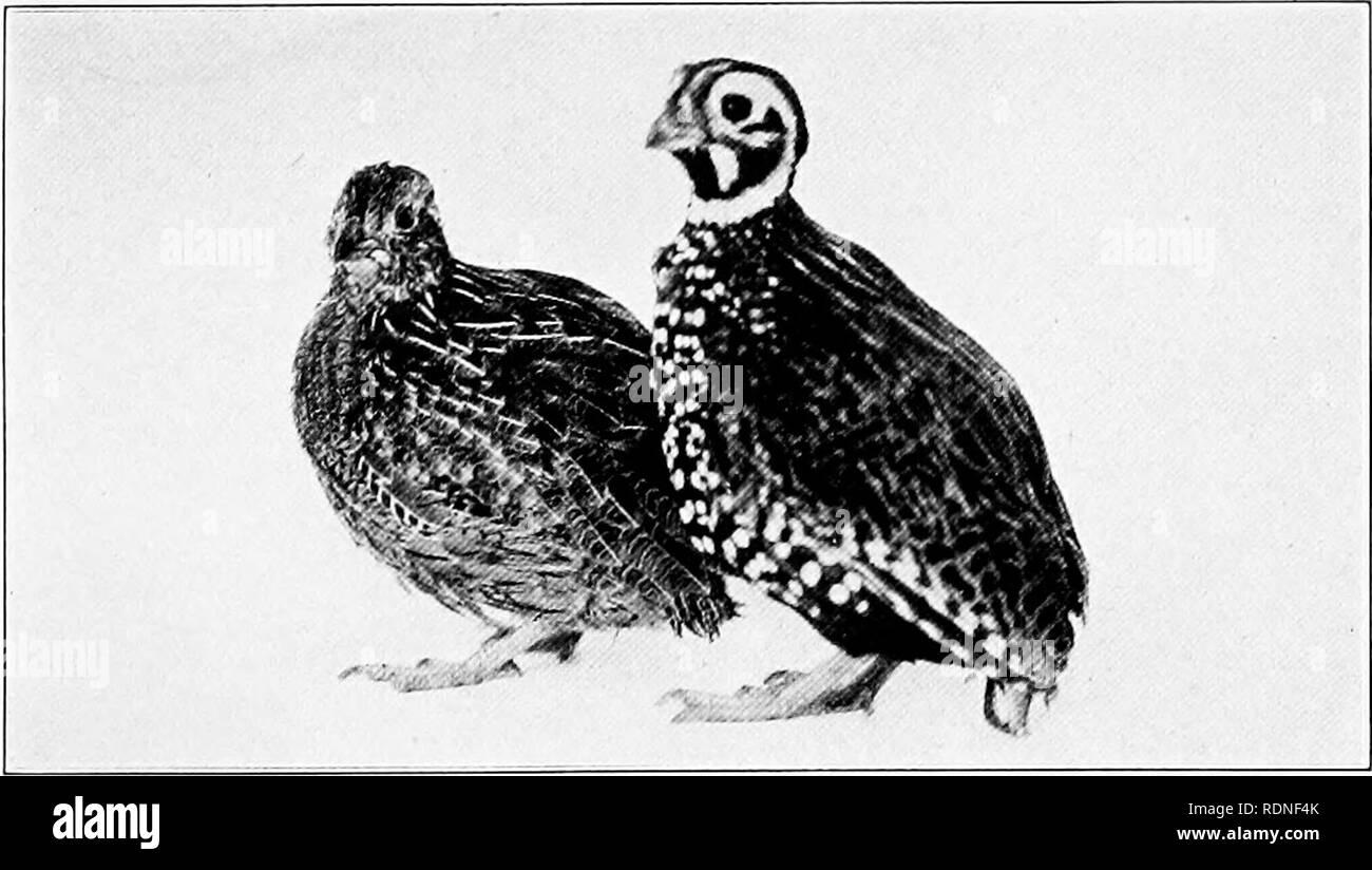 . Animaux domestiques ; leur histoire et des soins. Animaux domestiques. La pintade Vulturine E ^ ^^Javan-Indian pi ZSk Peacock hybride. Alontfzuma les cailles. Veuillez noter que ces images sont extraites de la page numérisée des images qui peuvent avoir été retouchées numériquement pour plus de lisibilité - coloration et l'aspect de ces illustrations ne peut pas parfaitement ressembler à l'œuvre originale.. Crandall, Lee S. Lee (Saunders), 1887-1969 ; Evans, Howard E. fmo ; l'Université de Cornell. College of Veterinary Medicine. Flower-Sprecher Bibliothèque vétérinaire. com. New York, H. Holt and Company Banque D'Images