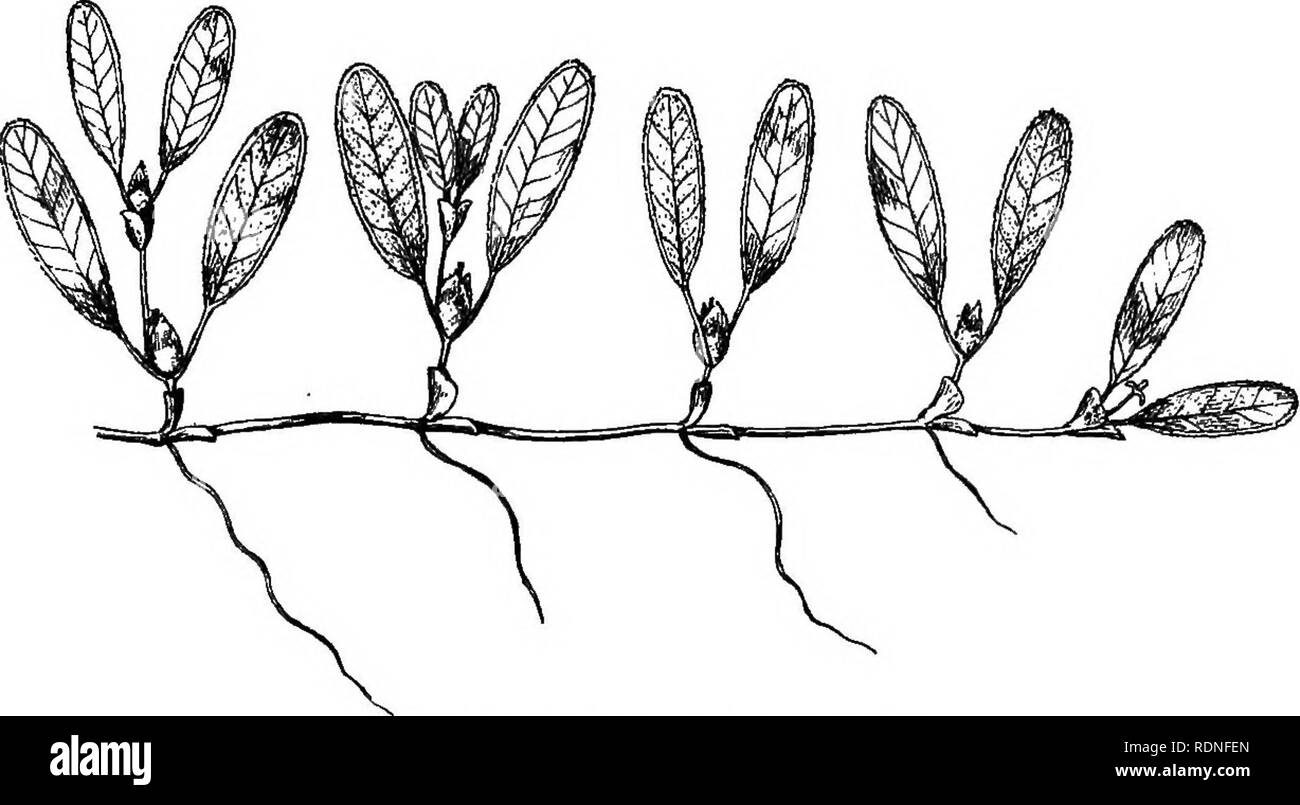 . La flore de Koh Chang : contributions à la connaissance de la végétation dans le Golfe de Siam . La botanique. 261159 Holm : Recherches anatomiques et morphologique sur deux mono- cotyledones Aschs Baillonii submergees (Halophila. et Elodea densa. Gasp) ; Bih. jusqu'à k. Svenska Vet.-Akad. Handl. Bd. 9, no 13, 1885).. Halophila decipiens iet. ; nat. taille. L'expédition a apporté à la maison un grand matériel de ce nouveau Halo- phila, ainsi la floraison en fruitbearing les spécimens conservés dans l'alcool. Il ressemble beaucoup le Baillonis Westindian H.. J'ai examiné pour la comparaison d'un très grand matériel d'alcool Banque D'Images