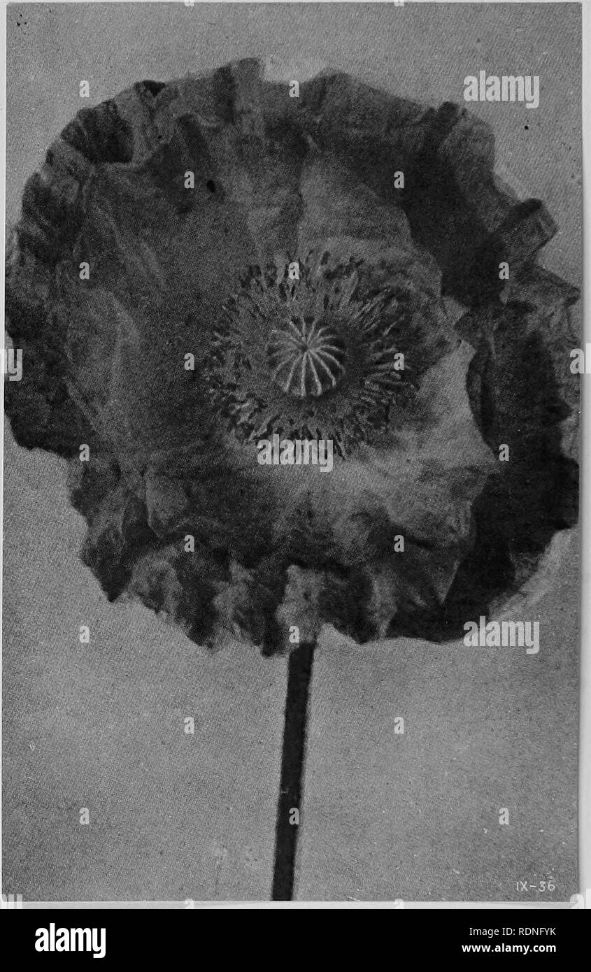 . Luther Burbank, ses méthodes et les découvertes et leur application pratique ;. L'amélioration des plantes. Encore une autre fois une fleur Shirley se manifeste une tendance à varg, il semble n'y avoir aucune limite à l'éventail de ses variations. Il serait difficile de dire exactement quelle est la combinaison de facteurs héréditaires dans le matériel génétique de l'original Shirley a conduit à son départ de la tradi- tion de sa tribu. Mais l'homme de jugement sélectif activé ces facteurs à prendre couleur submergées manifeste eux-mêmes, car ils n'aurait pas fait sans doute sans son aide ; avec le résultat qu'un mod- fleur frappante afin wa Banque D'Images