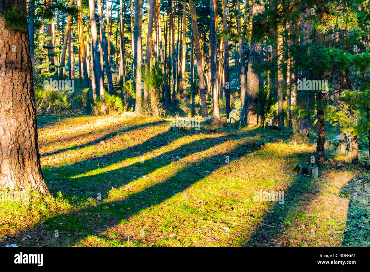 Forêt de pins avec ses ombres au coucher du soleil. Navacerrada. Segovia Espagne Banque D'Images