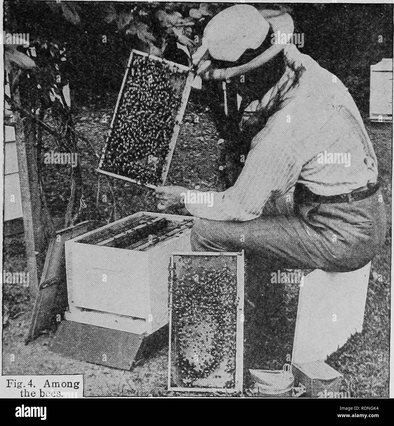 . Apiculture. Avril 1919. Pour les handicapés, les soldats, les marins et marines. Pour les aider dans le choix d'une vocation. Les abeilles. santé de la génération actuelle, si le miel pourrait être au moins partiellement restauré à son ancienne place, serait grandement améliorée. Le professeur Cook, de Californie, a déclaré : "Les médecins peuvent être correctes en affirmer que la grande consommation de sucre est une menace pour la santé et de longue vie, et qu'en consommant le miel nos machines digestives épargner des efforts qu'il aurait à accomplir si nous avons mangé du sucre et dans le cas où il n'est en échec et faibles, c'est peut-être juste le répit qui s'enregistrer à partir d'un br Banque D'Images
