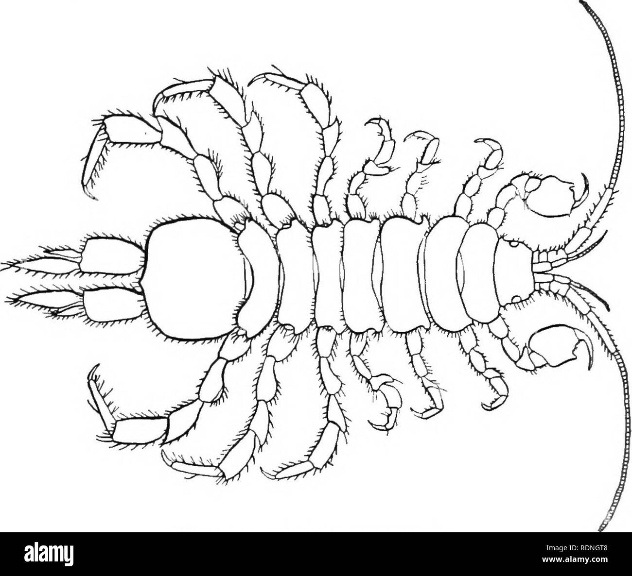 . L'Arthrostraca du Connecticut. Malacostracés. 232 CALIFORNIA GEOL. Et NAT. HIST. De l'enquête. [Bull. Mandibules avec triarticulate palpg2. Maxillipèdes avec cinq- palpes articulées. Première paire de jambes très subchelate ; carpe minute ; propodus oblongue, avec la marge postérieure portant plusieurs épines robustes à la jonction avec palm ; dactyl presque aussi long que le propodus et profondément serr.tion. Les jambes avec de nombreuses ; épines longues merus sur marge antérieure et armés d'un groupe de longues épines. Coxa ! Très petites plaques.. Fig. 74. Asellus communis. L'abdomen composé de deux courts segments qui sont visibles uniquement sur les Banque D'Images