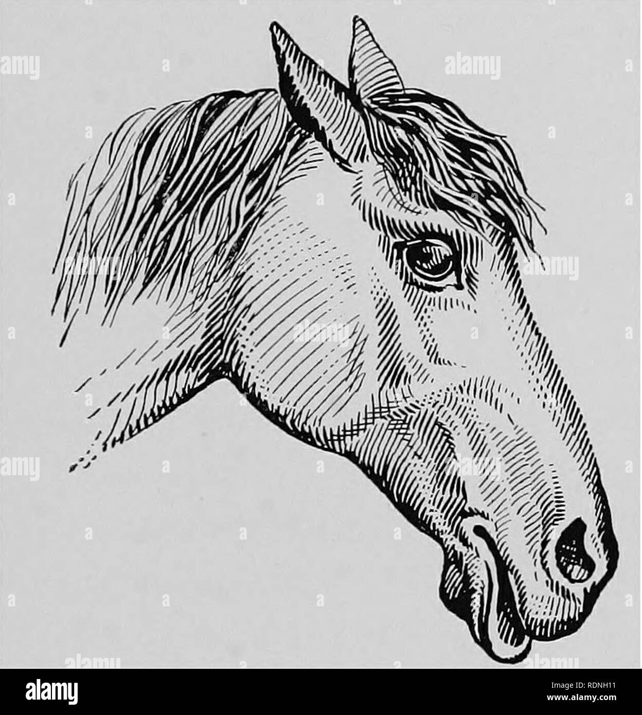 . Chirurgie vétérinaire ... Chirurgie vétérinaire ; pathologie vétérinaire ; Chevaux ; Dents ; les animaux domestiques. Dentisterie animale. 249 la région paralysée déterminé en piquant les pièces avec un code pin. Traitement-Suppression de la cause, les liniments, blister et des massages le long du cours de la septième culot va accélérer la reprise. Le retour du mouvement pour les pièces se produit habituellement dans de six semaines à trois mois. Si la lésion était suffisamment grave pour détruire la continuité de l'axe des cylindres de la paralysie du nerf peut continuer dans la vie.. Fig. i6o. La paralysie faciale, côté droit. Des lacérations des lèvres. Je Banque D'Images . Chirurgie vétérinaire ... Chirurgie vétérinaire ; pathologie vétérinaire ; Chevaux ; Dents ; les animaux domestiques. Dentisterie animale. 249 la région paralysée déterminé en piquant les pièces avec un code pin. Traitement-Suppression de la cause, les liniments, blister et des massages le long du cours de la septième culot va accélérer la reprise. Le retour du mouvement pour les pièces se produit habituellement dans de six semaines à trois mois. Si la lésion était suffisamment grave pour détruire la continuité de l'axe des cylindres de la paralysie du nerf peut continuer dans la vie.. Fig. i6o. La paralysie faciale, côté droit. Des lacérations des lèvres. Je Banque D'Images