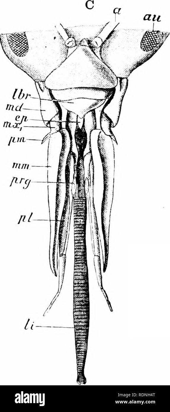 . La vie animale. Zoologie. B Fig. 56. Â involution de la langues des abeilles : une truelle,-comme sh .il langue maternelle (/) de Prosopis, avec les mandibules (Mn) à sa base ; B, des mâchoires de coupe-Rose- Bje (la langue étant tourné vers l'arrière) ; C, miel allongé de langue de suceuse ou humble ruche abeille. Les mandibules (///&Lt ;/) sont courtes, mais le h.ngne ils ami parties adjacentes (//, /V) arc produit beaucoup. Â (A, B à partir de la SI. Miilic.r, C/roi/i Lang.) ,1, des antennes ; un, yeux : &Lt ; /â , rainure dorsale (epipharynx) ; //t, à la lèvre supérieure ; mx mm, maxilles. de détresse ou de dégradation de l'environnement. Son timon court et des jambes minces tire les signes d'une ant Banque D'Images