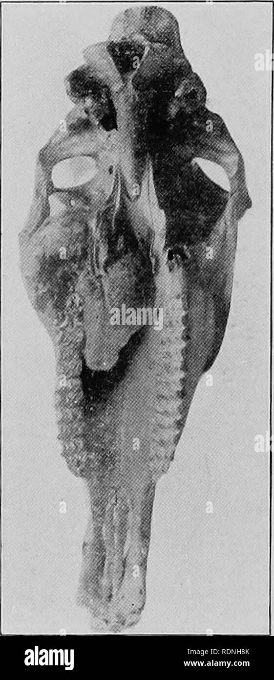 . Chirurgie vétérinaire ... Chirurgie vétérinaire ; pathologie vétérinaire ; Chevaux ; Dents ; les animaux domestiques. 178 LA DENTISTERIE ANIMALE. est limité à la quatrième, cinquième et sixième molaires supérieures, et il vient de le jeune animal. ODONTOMATA. Synonyme : Dent de tumeurs. Définition :-un de croissance dentinaire Origine non inflammatoire, survenant sur les crocs des dents. Étiologie :-La cause de ces tumeurs est obscure. Ils. Veuillez noter que ces images sont extraites de la page numérisée des images qui peuvent avoir été retouchées numériquement pour plus de lisibilité - coloration et l'aspect de ces illustrations ne peut pas parfaitement re Banque D'Images