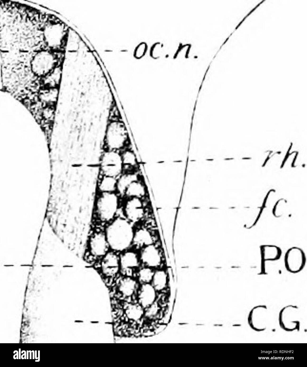 . La vie animale. Zoologie. Pi. a. n n Sans objet- s------ %-4 r^. Kf mxp.. Veuillez noter que ces images sont extraites de la page numérisée des images qui peuvent avoir été retouchées numériquement pour plus de lisibilité - coloration et l'aspect de ces illustrations ne peut pas parfaitement ressembler à l'œuvre originale.. Gamble, F. W. (Frederick William), 1869-1926. New York, E. P. Dutton &AMP, le nom de l'entreprise Banque D'Images