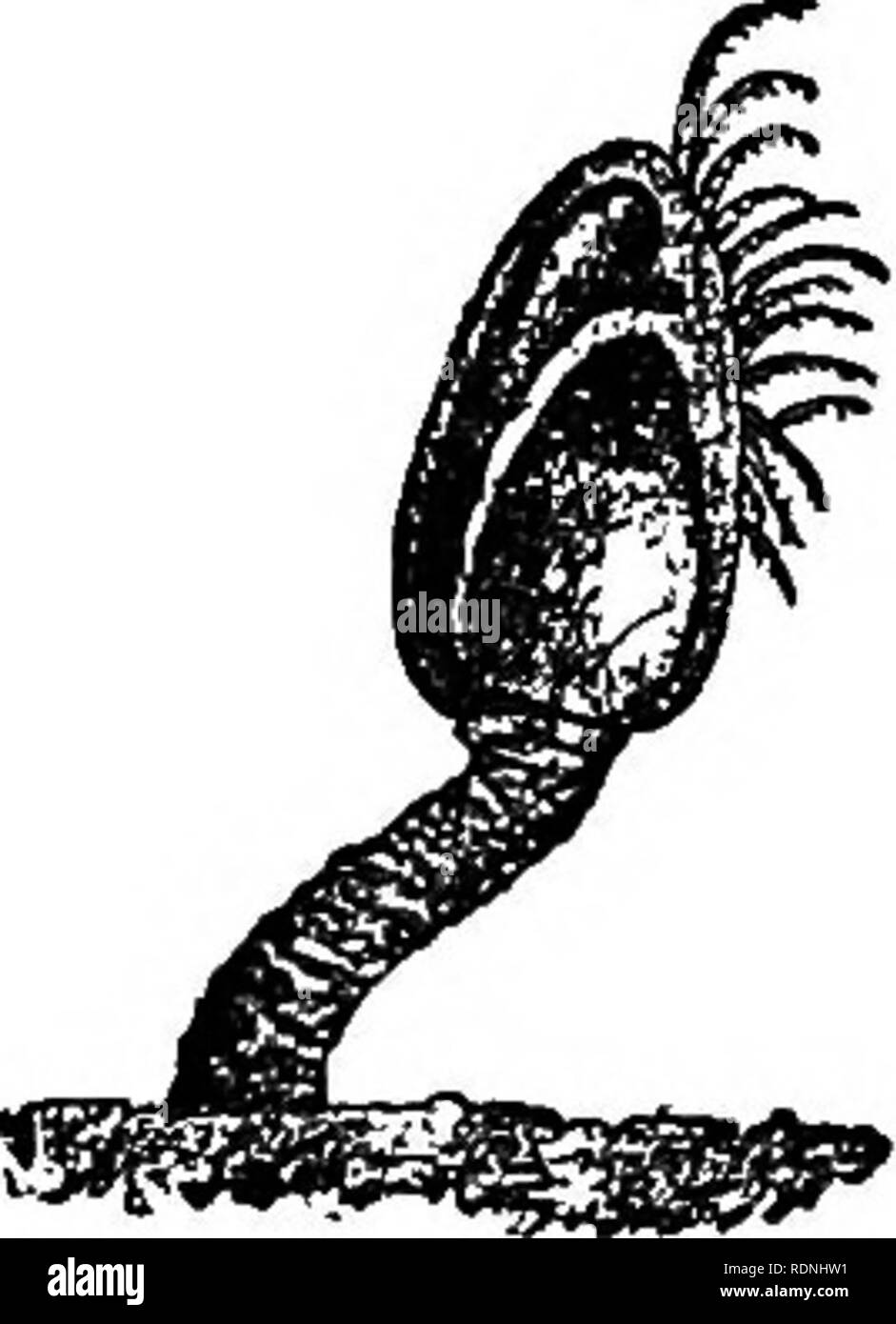 . La vie animale de notre littoral. En particulier, sur la côte du New Jersey et la rive sud de Long Island. Les animaux marins. Notre CARCINOLOGICAL 104 Amis. touché nous déclare . . Lorsqu'il est parfaitement formé le gapcth coquille ouverte, et que la première chose qui apparut est l'foresaid dentelle ou string ; viennent ensuite les pattes de l'oiseau à traîner, et qu'il produit une plus grande il ouvre l'enveloppe par degrés, jusqu'à la longueur c'est tout sortir, il suspend seulement par la loi : en bref espace après il commeth à pleine maturité, et tombe souvent dans la mer, où il recueillir- eth plumes, et gro Banque D'Images