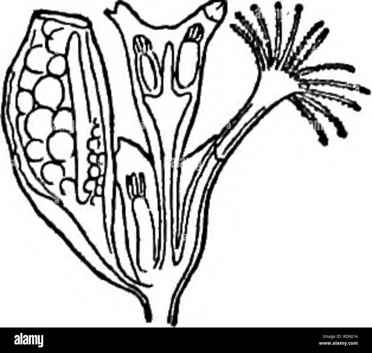 . La vie animale de notre littoral. En particulier, sur la côte du New Jersey et la rive sud de Long Island. Les animaux marins. SqUIJiTS, POL VPS ET JELLV FISRES-. 59 sous le nom de sapin de la mer, mer-moss, ou Sertularia (PI. 4, fig. 7, 10), sont, en effet, loin de plantes, et même bien au-dessus de la forme la plus basse de la vie animale. Pour ceux qui connaissent le peu de polype d'eau douce de nos ruisseaux et étangs, l'hydre, mais il est nécessaire de dire que la mer-fir est sertulaeia- de polype, tieally magniaed qu'une colonie composé. de cet animal, qui est devenu couvert plus Banque D'Images