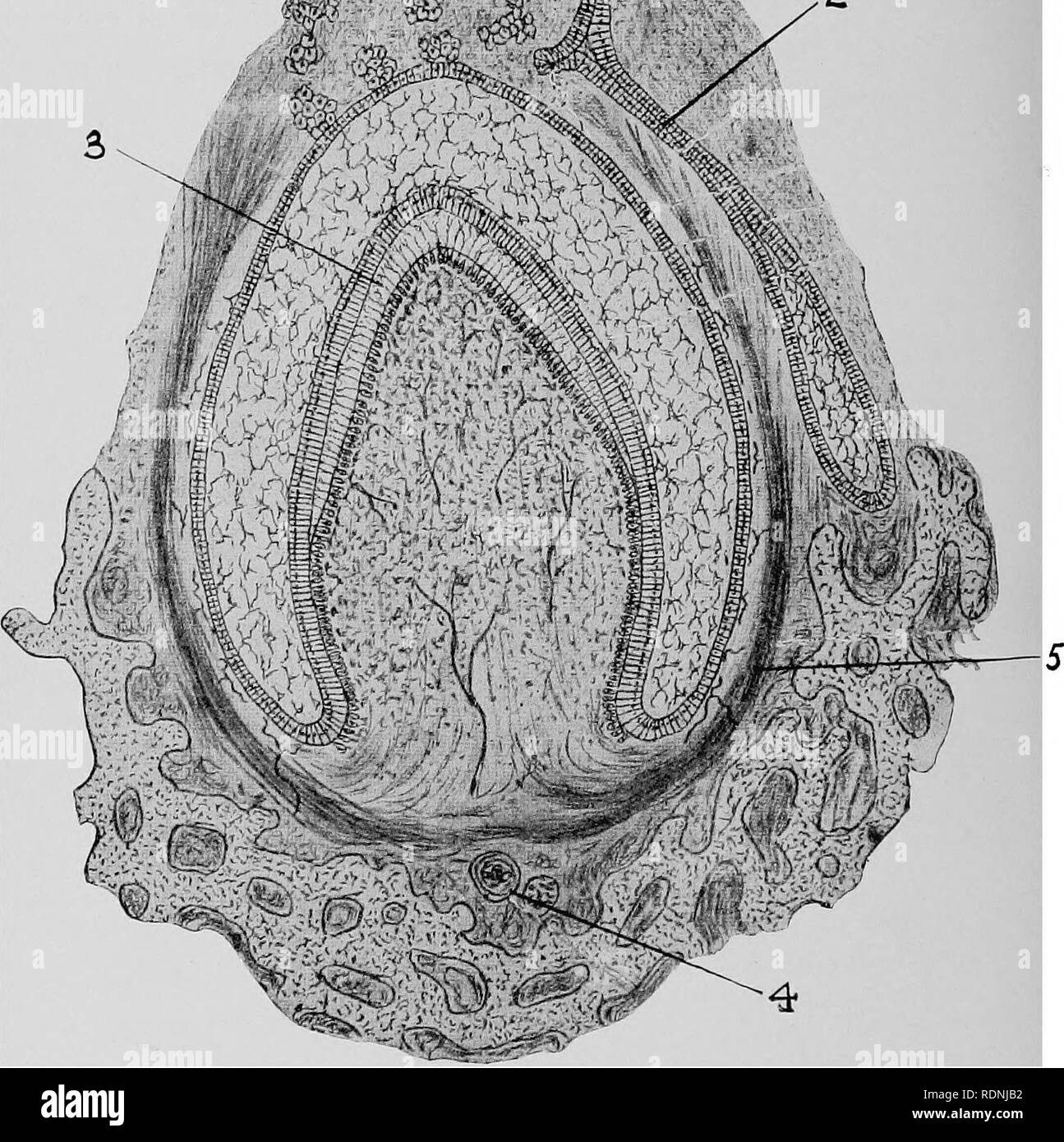 . Chirurgie vétérinaire ... Chirurgie vétérinaire ; pathologie vétérinaire ; Chevaux ; Dents ; les animaux domestiques. ^ y. ¥^' Fig. 33. Section perpendiculaire au moyen d'une papille dentaire. 1. L'épithélium de la gencive coussin. 2. Pour l'avenir de la manette de la dent permanente. 3. Première formation de dentine. 4. L'os de la mâchoire. 5. Le périoste alvéolaire. L'anneau en forme de croissant représente l'organe de l'émail.. Veuillez noter que ces images sont extraites de la page numérisée des images qui peuvent avoir été retouchées numériquement pour plus de lisibilité - coloration et l'aspect de ces illustrations ne peut pas parfaitement ressembler à l'œuvre originale.. Meri Banque D'Images