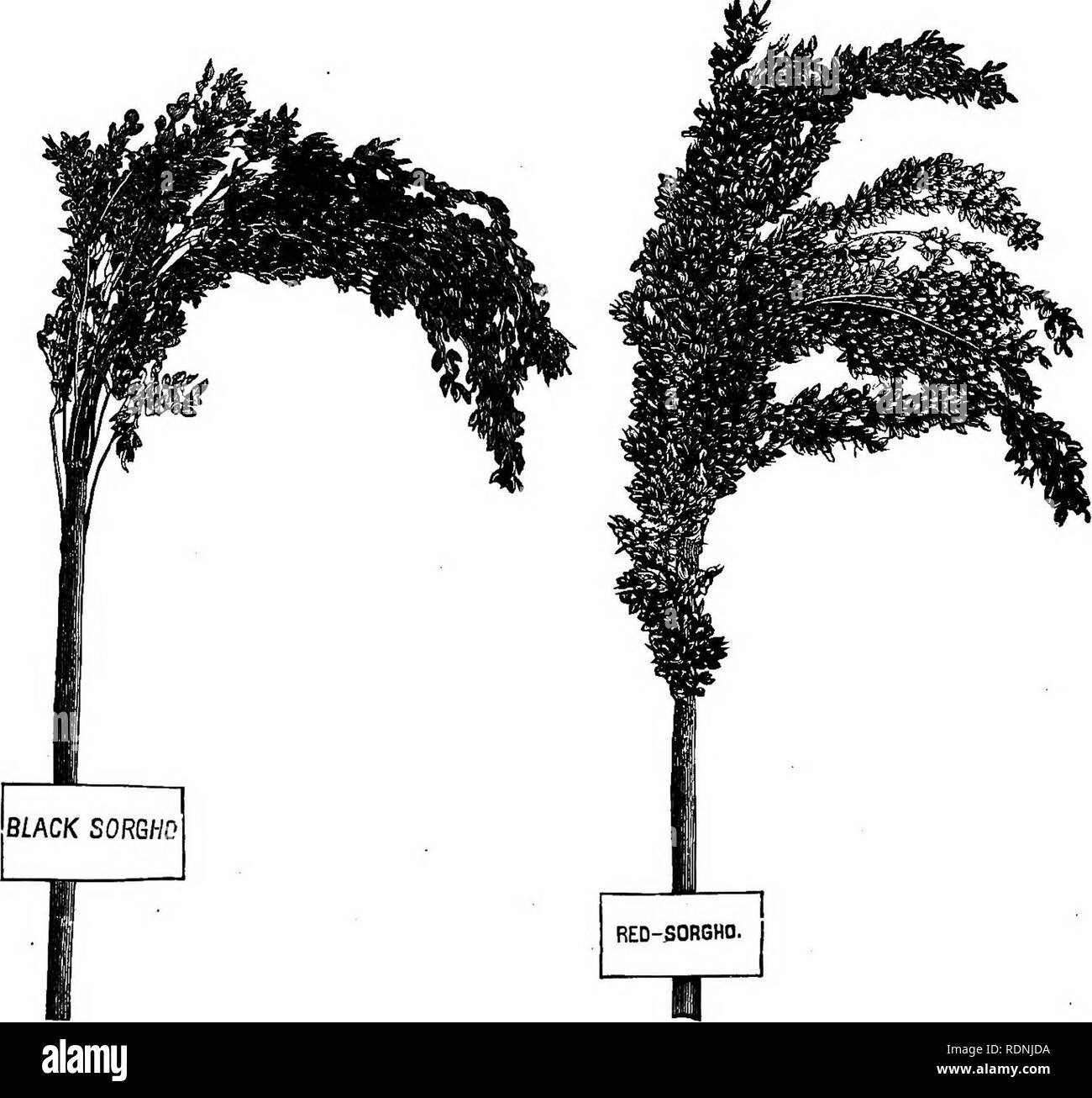 Le sorgho hand book : un traité sur le sorgho et imphee canne à sucre, leur  histoire, la culture et la fabrication en sirop et le sucre, et la valeur  pour