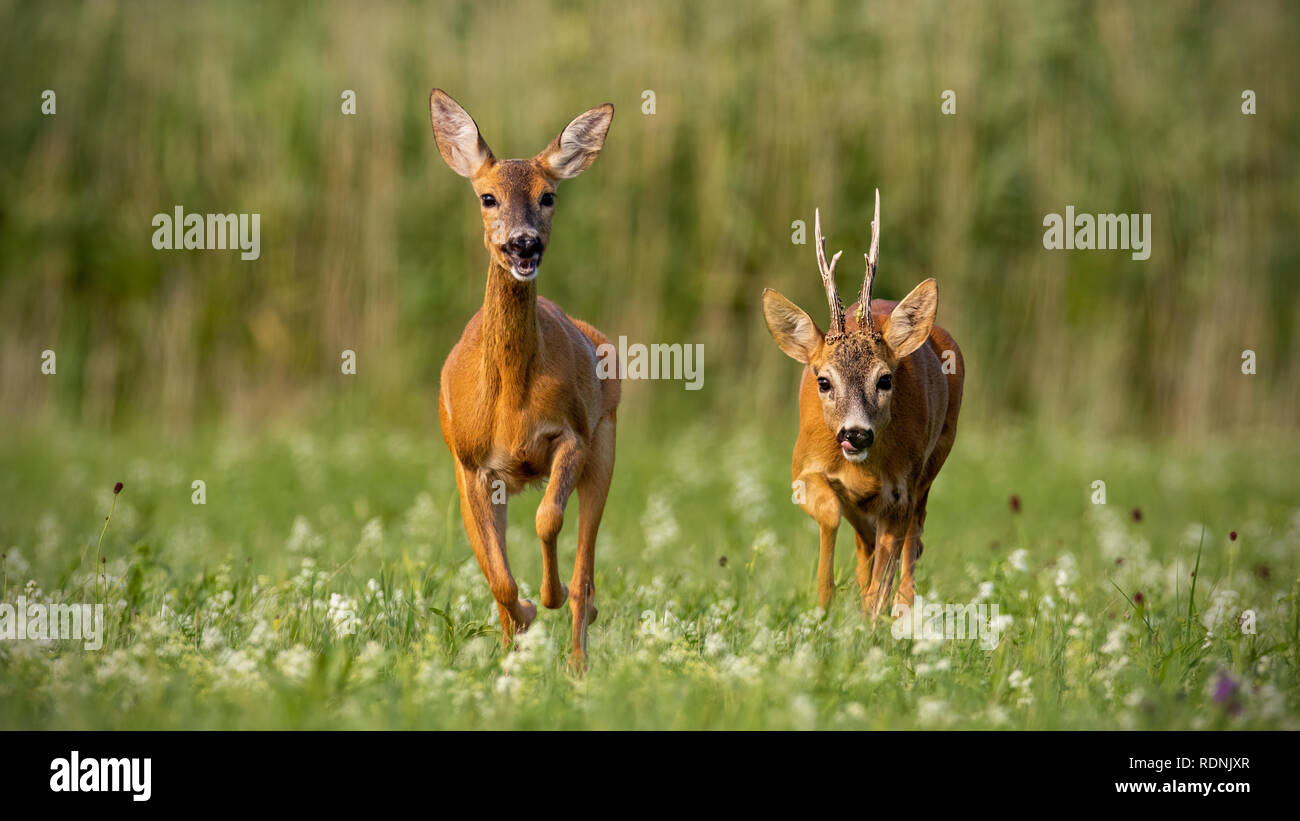 Chevreuil, Capreolus capreolus, buck et doe au cours de saison du rut. Banque D'Images