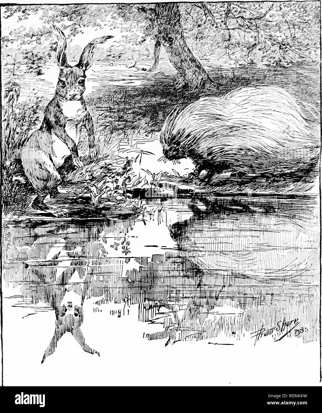 . Quatre pieds, deux pieds, et pas de pieds ; ou, poilu et les animaux domestiques, et comment ils vivent. Le comportement animal. Le LAPIN ET LE PORC-ÉPIC. OxE beau matin le lapin et le hérisson s'est retrouvé au bord de la glace d'eau. L'étang brillait de toutes ses forces, et reflétait le ciel bleu et les nuages blancs, fleecy, les papillons qui dansaient sur elle, et la pourpre drapeaux qui s'est penché pour sourire à elle. Mais le lapin et le hérisson ne voyait rien de sauver leur propre reflet.. Veuillez noter que ces images sont extraites de la page numérisée des images qui peuvent avoir été retouchées numériquement pour Banque D'Images