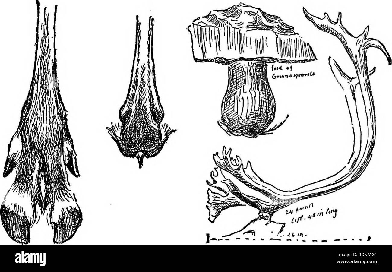 . Les prairies de l'Arctique, un canot-voyage de 2 000 kilomètres à la recherche du caribou ; être le récit d'un voyage à la région au nord du lac Aylmer. La chasse au chevreuil. 256 L'ARCTIQUE RÉGION DES PRAIRIES et des jours en passant un point donné ; mais c'est tout- erratique. Il peut arriver au début de septembre. Il n'était pas certain d'arriver jusqu'à la fin d'octobre, quand l'hiver avait commencé. Cette année, toutes les indications sont qu'il serait en retard. Si nous étions à l'attendre, cela voudrait dire sur la glace. Pour cela nous étaient totalement un préparés. Il n'y avait pas moyen de se procurer le nécessaire, les chiens de traîneaux, et de fourrure ; ma Banque D'Images