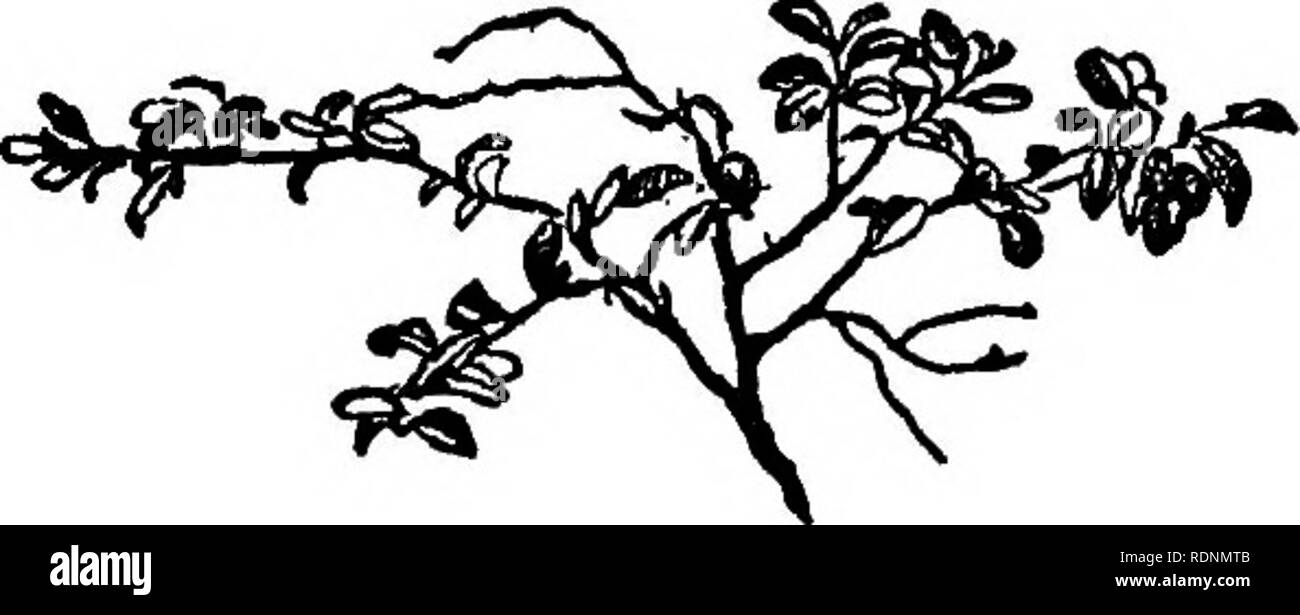 . Les prairies de l'Arctique, un canot-voyage de 2 000 kilomètres à la recherche du caribou ; être le récit d'un voyage à la région au nord du lac Aylmer. La chasse au chevreuil. La troisième CHASSE AU BISON 121 d'autres, y compris l'Upper Thames, l'Afton, le Seiae, l'AMO, le Tibre, l'Iser, la Spree, et le Rhin. Une centaine de kilomètres de long est ce flux inconnu ; sa largeur de cinquante pieds de marée limpide ; huit pieds de profondeur, clarté, calme, lent et profond, à la marge. Un bateau à vapeur pouvait plis sur ses placid, inondation imprenable, un enfant ne peut y naviguer n'importe où. La beauté de céleste. Cranberry fruits et fleurs e Banque D'Images