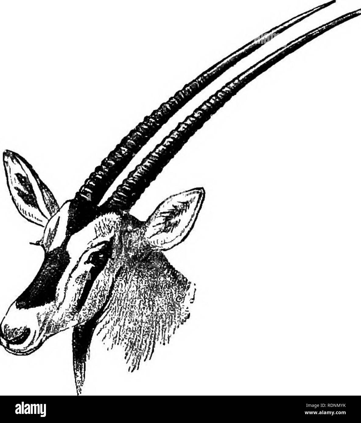 . Dix-sept voyages dans le Somaliland et une visite à l'Abyssinie ; avec préface supplémentaire sur la "mollah" crues. L'Cabdulle Maxamad, 1864-1920 ; ethnologie ; Zoologie. La faune du Somaliland 299 antilopes-l'oryx de beisa oryx (Heim) Nom d'origine, Bdl l'oryx de beisa est une antilope, bâti-vaillamment debout aussi haut comme un âne, et vivant dans un sol pierreux, ouvert, des collines stériles, ou des plaines d'herbe ouvert. Il est assez commun et largement distribués plus Somdliland, et peuvent être trouvés dans toutes sortes de pays, sauf la jungle avec aloès sous- croissance tant aimé par le moindre koodoo, et le ceda Banque D'Images