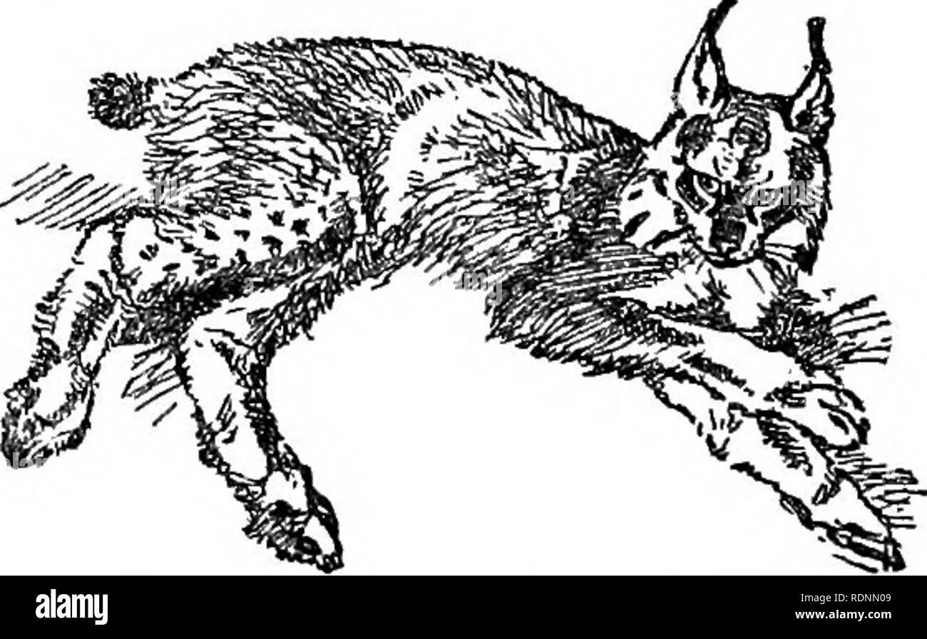 . Les prairies de l'Arctique, un canot-voyage de 2 000 kilomètres à la recherche du caribou ; être le récit d'un voyage à la région au nord du lac Aylmer. La chasse au chevreuil. Crow's Nest, Fort Smith Landing pourrait reprendre notre dérive vers le bas, et, pire que cela, il y a eu une inondation sur la rivière de la paix qu'il a été la sauvegarde de l'Athabaska, c'est, le cours de cette dernière a été renversée sur le rocher, qui s'étend de la rivière vingt-cinq milles entre ici et la paix de la bouche. Pour répondre à cela, j'ai embauché Colin du défroisseur. Gomme Nous avons quitté Chipewyan à 6,15 ; à 11 h 15 ci-dessous la paix sur campé Great Slave River, et fait ses adieux à Banque D'Images