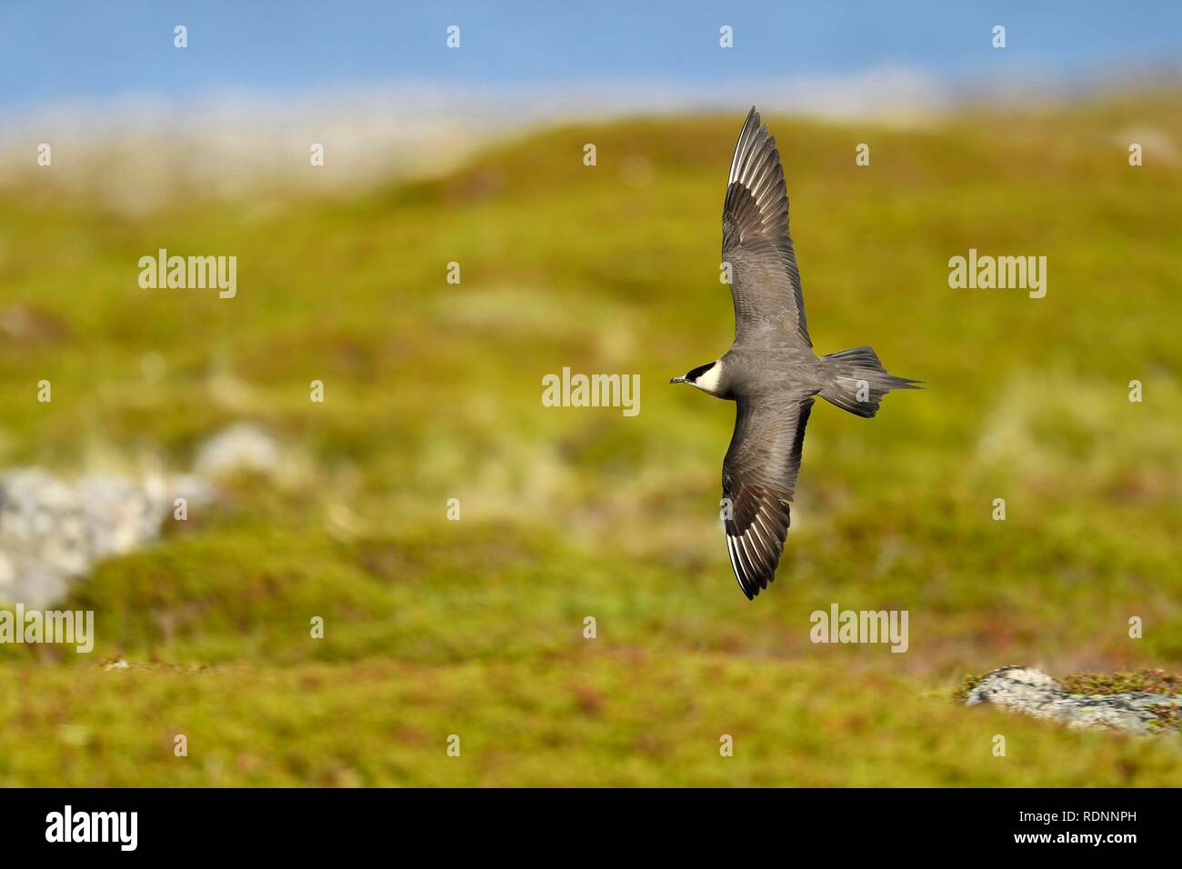 Labbe parasite (Stercorarius parasiticus), morphe pâle voler au-dessus de la toundra, des profils, de Varanger, Norvège, Banque D'Images