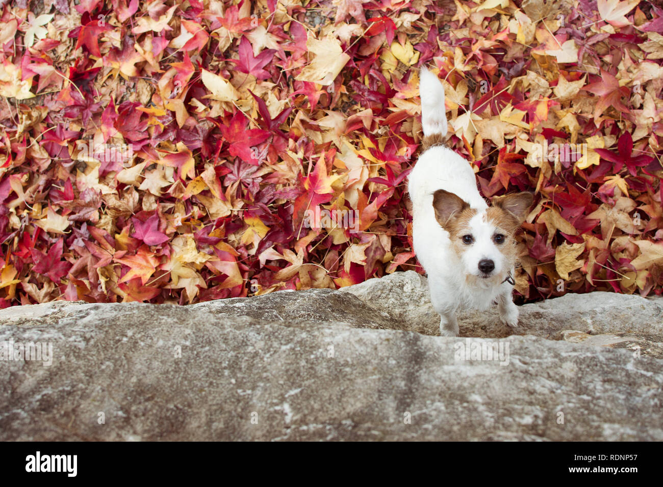 Automne chien différents. JACK RUSSELL JOUANT AVEC DES FEUILLES D'AUTOMNE. HIGH ANGLE VIEW. Banque D'Images