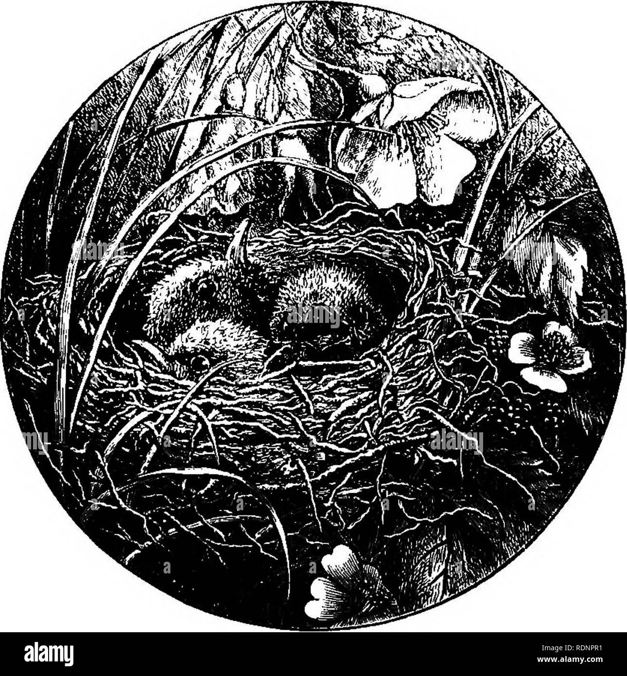 . Esquisses de la court sports sauvages &AMP ; histoire naturelle des Highlands. La chasse ; l'histoire naturelle. jaune-hammer's nest CHAPITRE IX sur les particularités et l'instinct de différents animaux-oeufs des oiseaux-Nid-le Fox-Red-Deer Hind Il y a deux oiseaux qui, bien qu'inaccessible et sauvage à tous les autres temps, se jettent au cours de la saison de reproduction- sur la miséricorde et la protection de l'homme : ce sont le bois et le missel-muguet. Pratiquement aucun oiseau n'est plus attentif que le pigeon à bois à d'autres moments, mais au printemps il y a généralement une demi-douzaine de nids dans les endroits les plus exposés fermer Banque D'Images