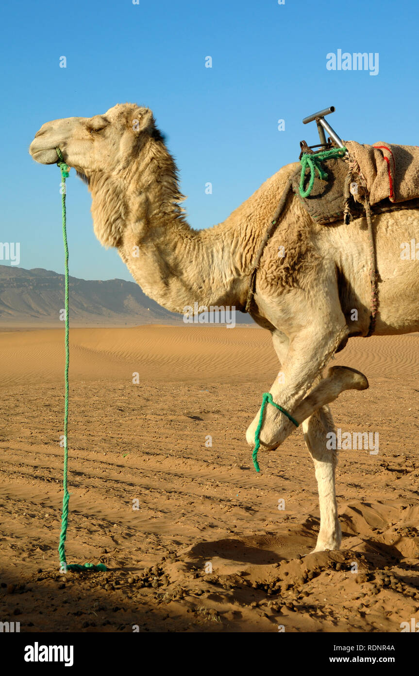 Camel avec jambe intégré dans désert du Sahara Maroc Banque D'Images