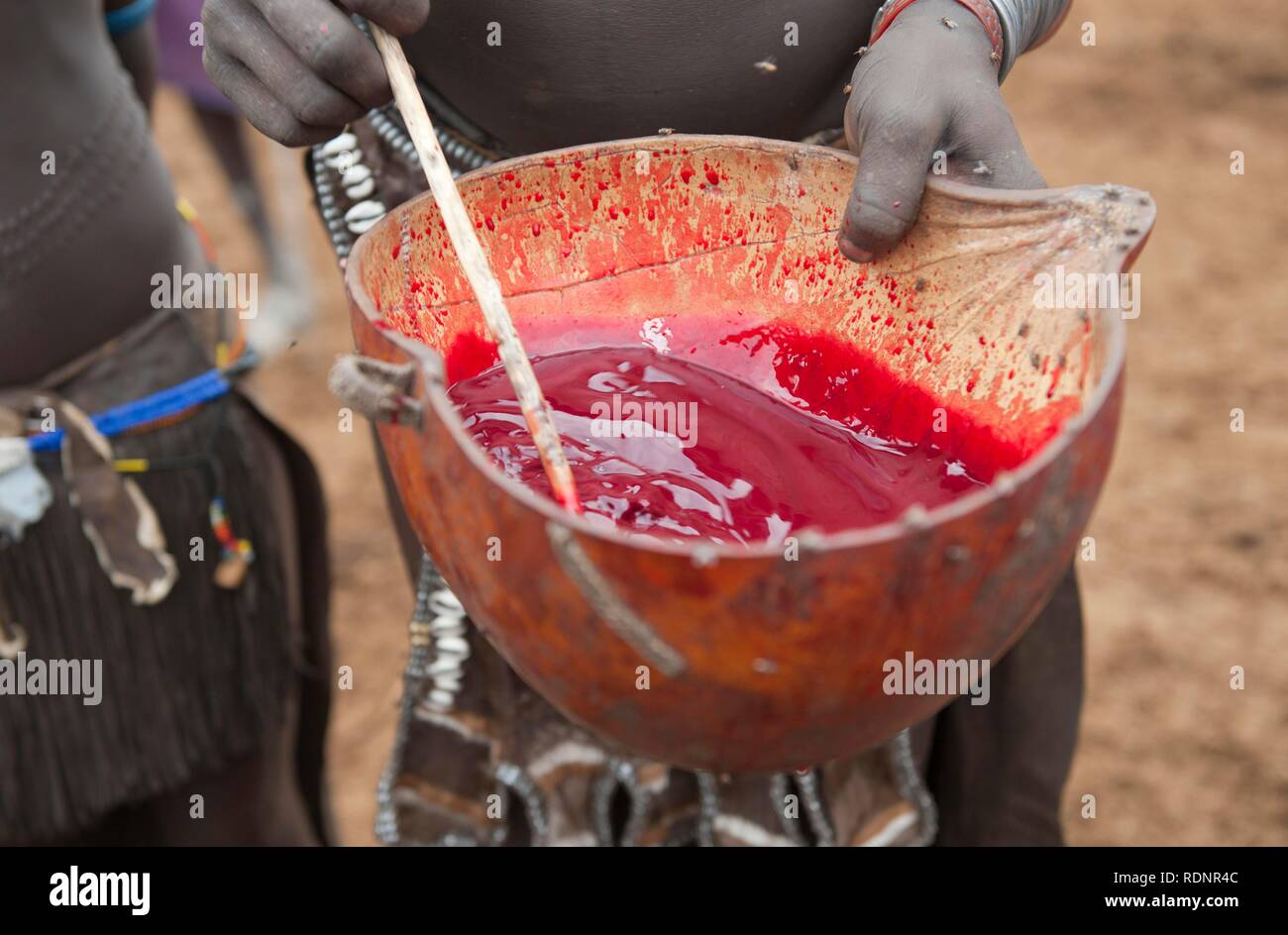Le mélange de sang de vache femme, les Nyangatom, Bume Buma ou tribu, éthiopienne, vallée de l'Omo Banque D'Images