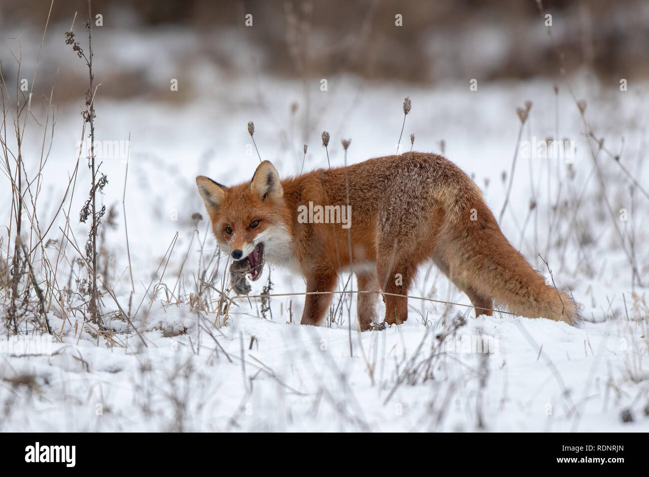 Le renard roux, Vulpes vulpes, sur la neige en hiver avec les proies. Banque D'Images