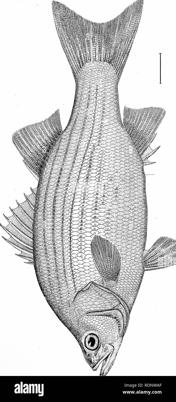 . Les industries de la pêche et de la pêche des États-Unis. Préparé avec la collaboration du commissaire des pêches et le surintendant de la dixième recensement. La pêche. 171 de la plaque.. K p- Â Â Â§ o Veuillez noter que ces images sont extraites de la page numérisée des images qui peuvent avoir été retouchées numériquement pour plus de lisibilité - coloration et l'aspect de ces illustrations ne peut pas parfaitement ressembler à l'œuvre originale.. Goode, G. Brown (George Brown), 1851-1896 ; Allen, Joel Aseph, 1828-1921 ; Elliott, Henry Wood, 1846-1930 ; vrai, Frederick William, 1858-1914 ; Ingersoll, Ernest, 1852-19 Banque D'Images