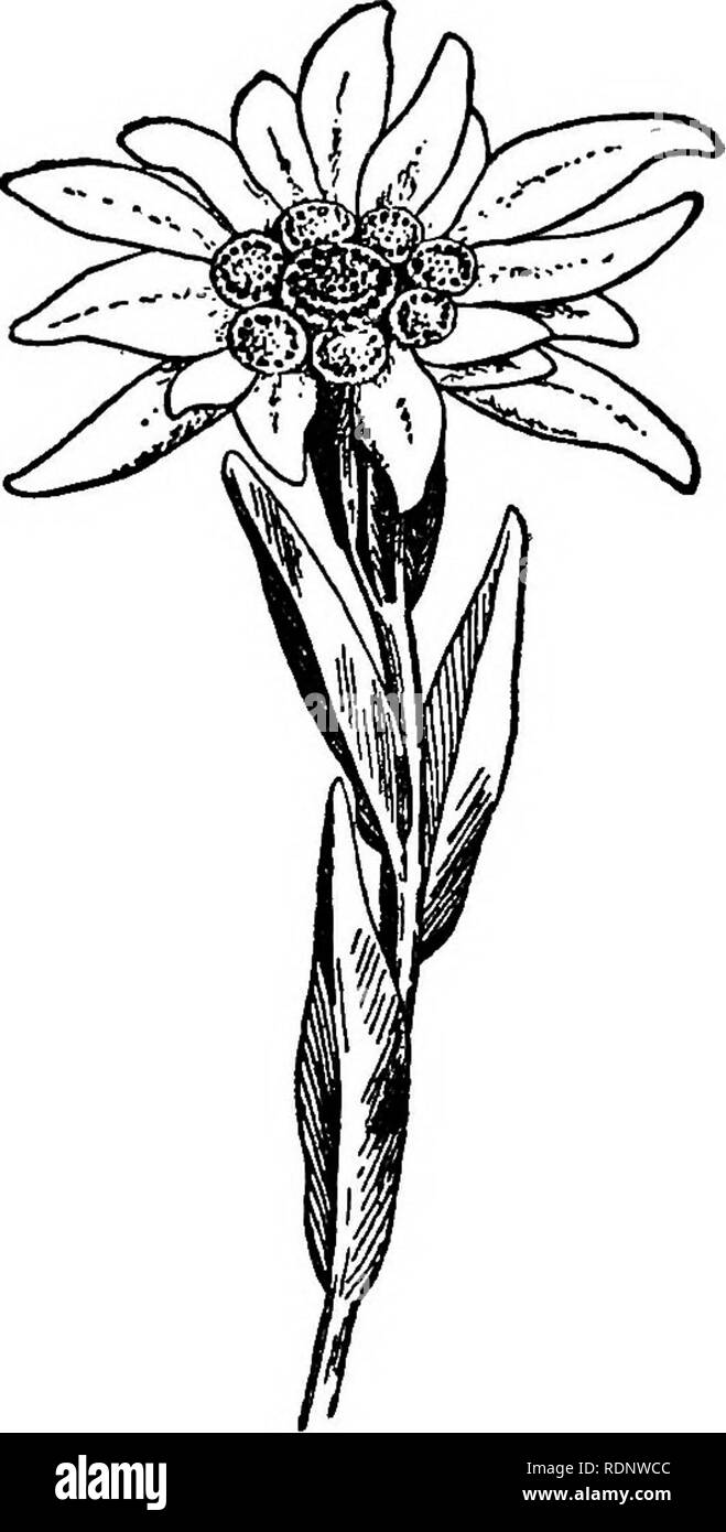 . La science à partir d'un fauteuil ; une deuxième série. La science ; l'histoire naturelle. 6 UNE JOURNÉE DANS LA FRANCE émet à partir de la tige longue et une plus courte, deux blancs qui ressemblent à des feuilles velues, télévision et lame en forme et la diffusion de .:mtwards du cercle, de sorte que l'ensemble de la série ressemblent aux rayons d'une étoile (ou plus véritablement d'une star. Fig. 2.-l'Edelweiss, Gnaphalium leotttofiodium. poisson !). Ils ont l'air étrangement artificiel, comme si coupé de nouveau flanelle blanc (avec une teinte verdâtre), et ont été digne de la comparaison de la forme de la flanelle blanc- rayons avec que du pied du lion,, Banque D'Images