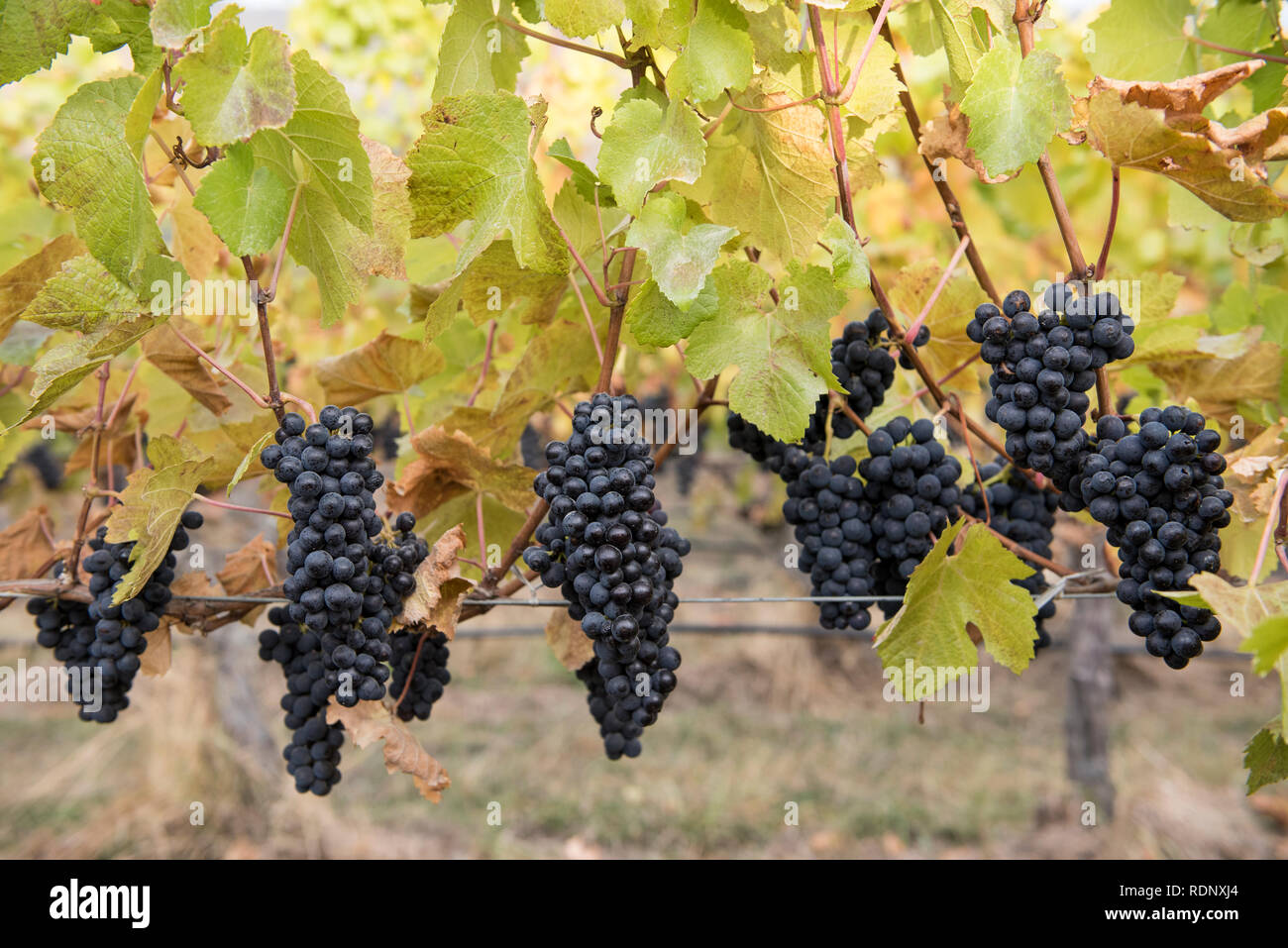 Grappes de raisins mûrs pendent hors de vignes dans un vignoble à Wanaka, île du Sud, Nouvelle-Zélande. Banque D'Images