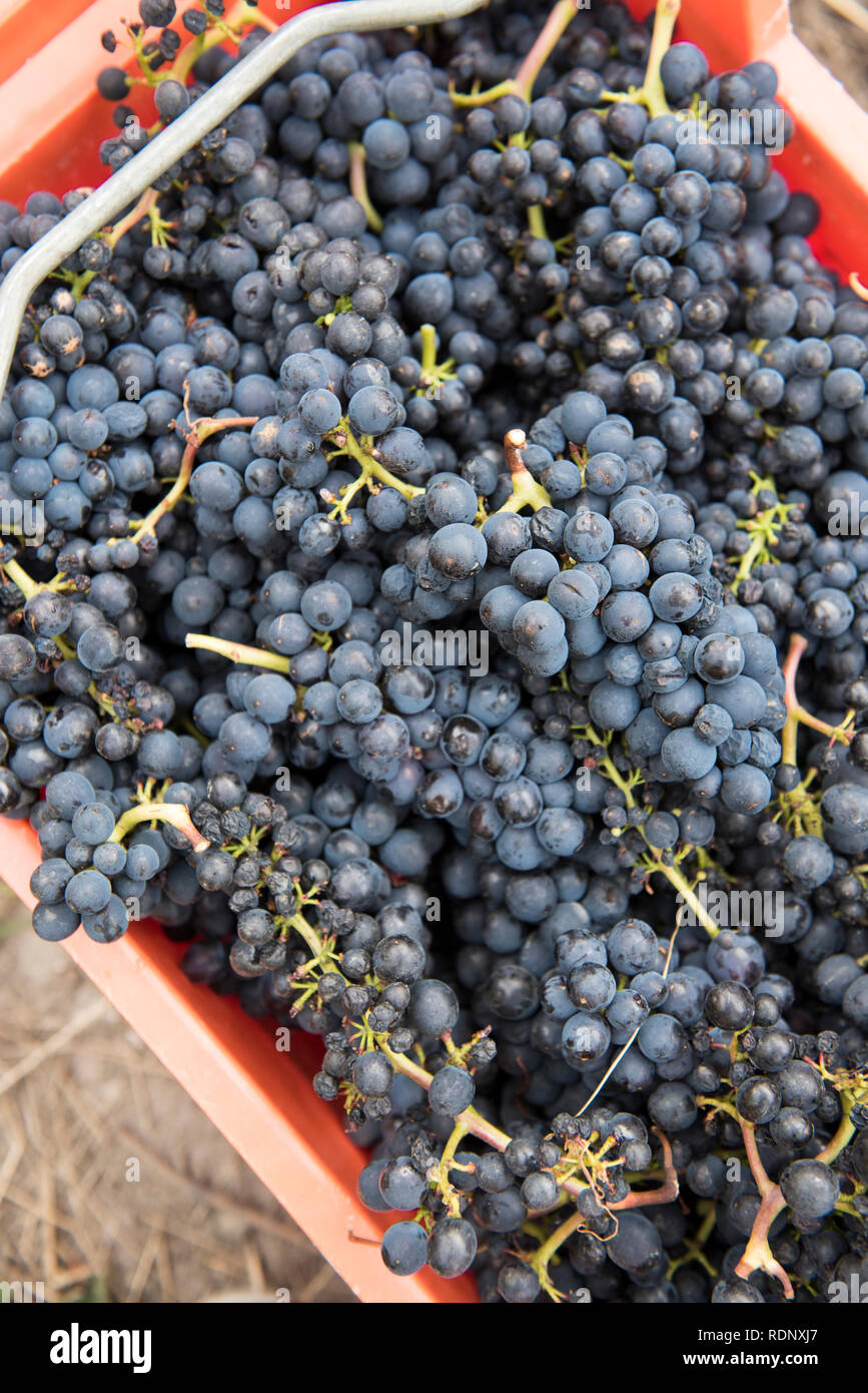 Le premier matin de la récolte d'automne 2017 a réuni des travailleurs de toutes nationalités pour récolter les raisins mûrs de la vigne. Rippon est un vignoble Banque D'Images