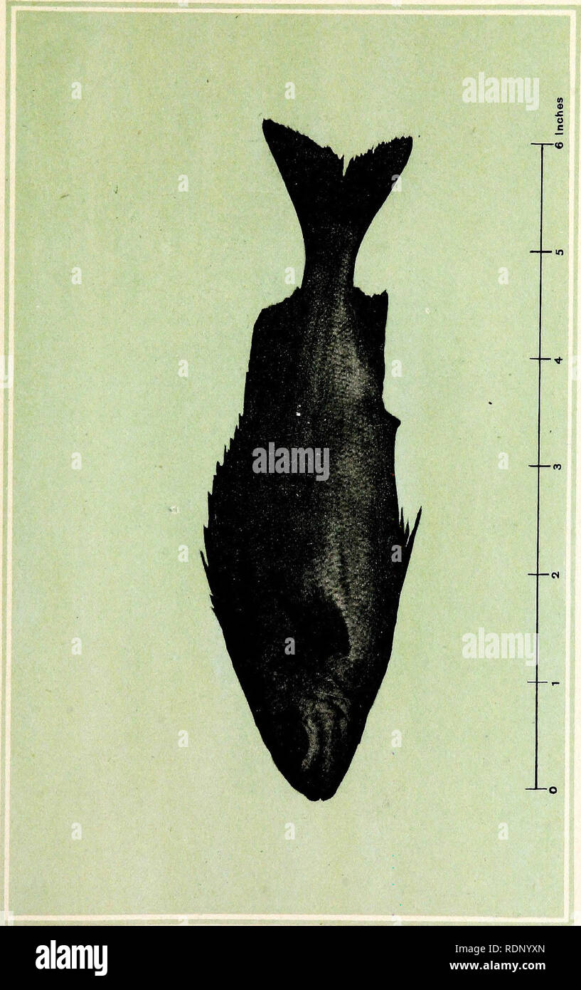. Poissons de Malaisie . La culture du poisson. &Gt ; H 3 cm. &Amp ;&Lt ; r o o w 6 :^ o 04 w. Veuillez noter que ces images sont extraites de la page numérisée des images qui peuvent avoir été retouchées numériquement pour plus de lisibilité - coloration et l'aspect de ces illustrations ne peut pas parfaitement ressembler à l'œuvre originale.. Maxwell, C. N. (Charleton Neville), 1872-. Singapour : Methodist Pub. Chambre Banque D'Images