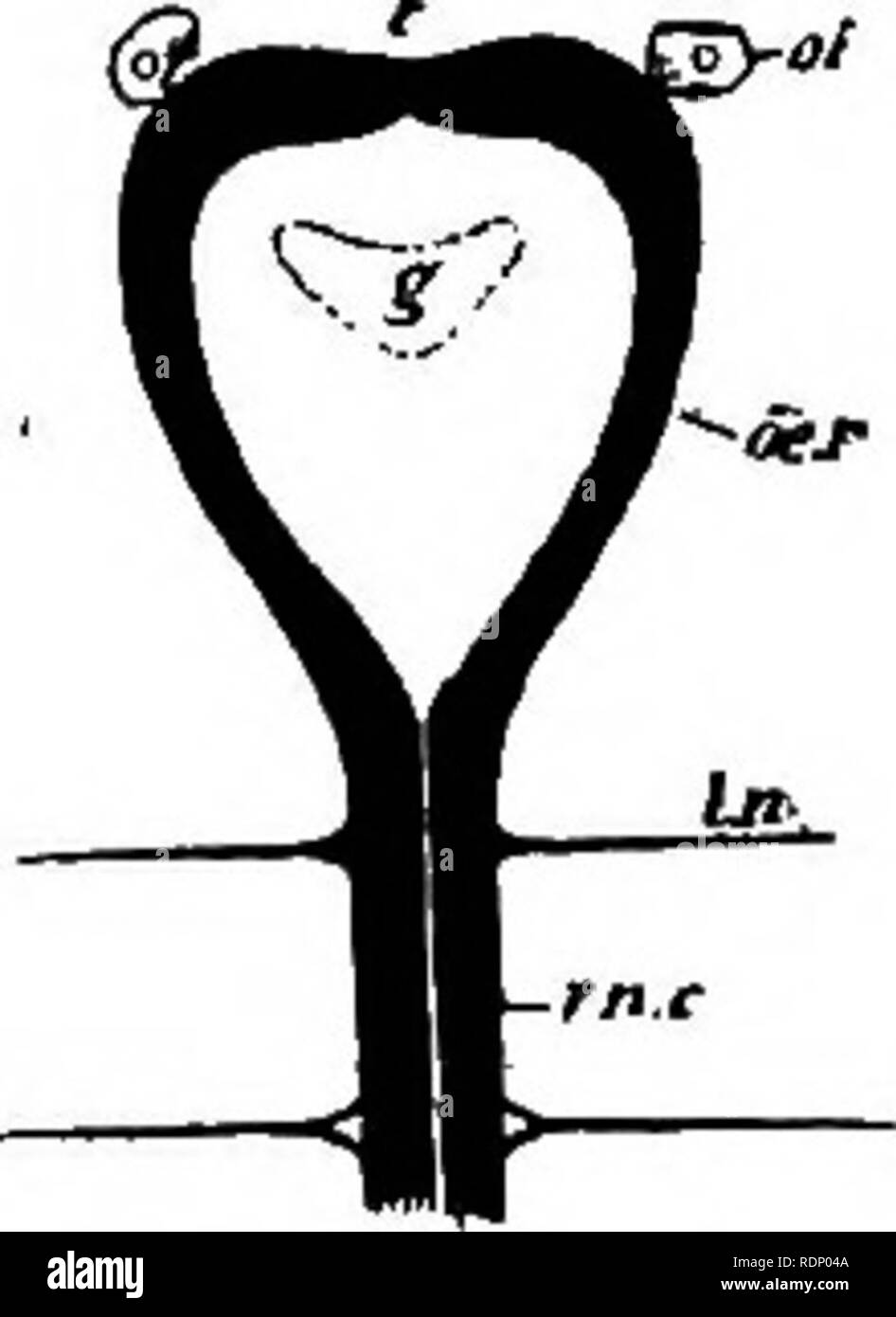 . Contours de la zoologie. Zoologie. SEGMENT 196-DE VERS OU D'annélides. De nombreuses zones polygonales, séparés par des rainures peu profondes. Sous l'épiderme est une gaine de muscles circulaires, puis une couche de muscles longitudinaux. Outre ces il y a (à partir du milieu de l'œsophage pour le début de la queue) muscles obliques fines découlant de l'autre de la corde, et en divisant la cavité du corps longitudinalement dans un quartier central et deux compartiments latéraux. D'autres muscles control le prostomium, le rostre, et les picots. Contrairement à beaucoup d'annélides marins, qui ont sur chaque segment bien-devel Banque D'Images